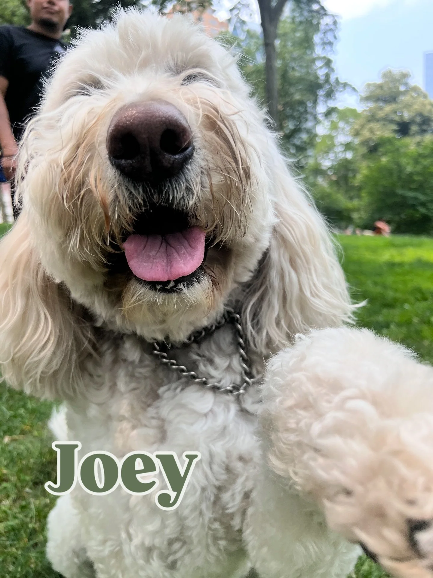 🌳🐾 Meet Joey 🐾🌳
Every dog leaves pawprints on our hearts, but Joey&hellip; he left them all over Central Park too. 💛

Joey came into our lives through a client, and when his human passed, we knew we couldn&rsquo;t let him go. He&rsquo;s Charlie&
