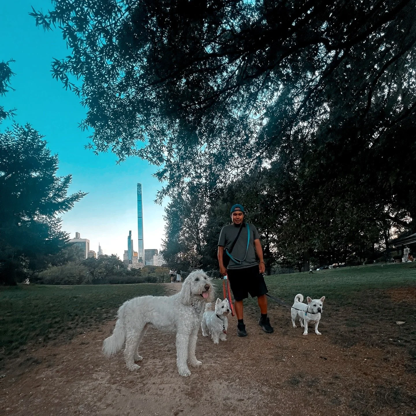 #centralpark #centralparknyc #dogwalks#dogwalkersofinstagram #dogwalking #dogwalker🚶🏻&zwj;♂️🦮💨 #dogwalkingservices #dogwalkerslife #dogs #nycphotography #nycdog #goldendoodles#westies#rescuepup #ilovemyrescuedogs #nyc #newyorkcity
