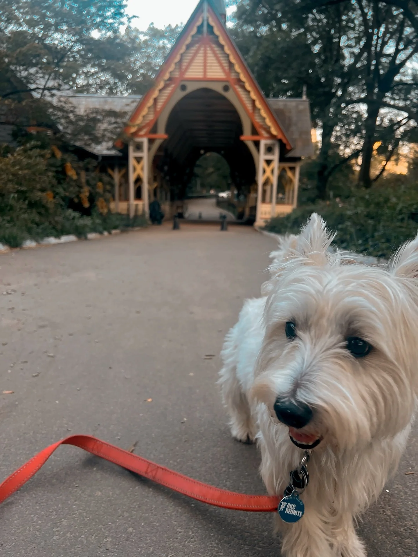 Charlie is back in Central Park for 1 day. Ask for his autograph  #charliethedog #charliewestie #charliethewestie #dogs #dogsofnyc
