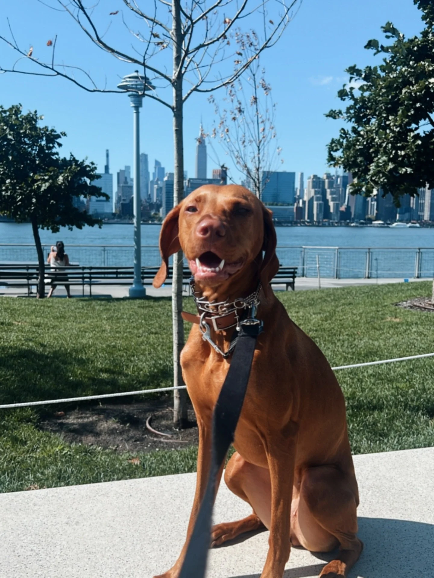 ✨🐾 &ldquo;City views, puppy vibes. From Brooklyn to Manhattan, love looks a lot like this. 🌆❤️ #dogs #nyc#dogsofinstagram #nycdogslife #doglovers #pups