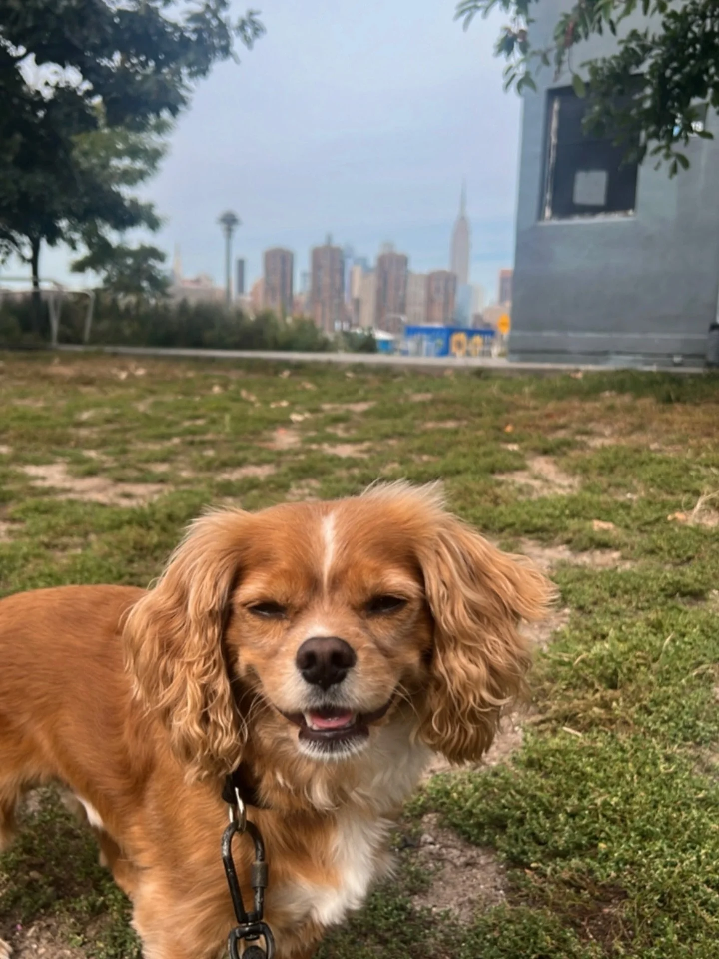 Two days ago was bittersweet as I took this sweet soul on our last walk together before he moves to a new city. 🐶✨ Grateful for every tail wag, cuddle, and step we shared. Wishing him so much love and joy on his next adventure&mdash;he&rsquo;ll alwa