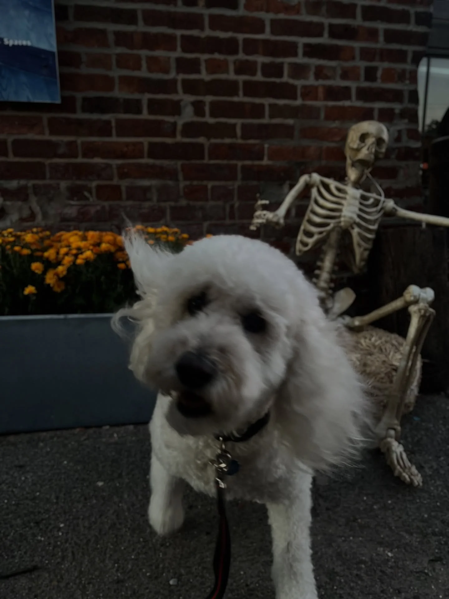 When Taco realized the skeleton wasn&rsquo;t offering actual bones 💀🐕💨

#halloween #itsoctoberwitches #itsoctober #halloweeen #pets #dogs #halloween🎃👻 #halloweenphotoshoot #dogsofnyc #petsittersofinstagram #nycdoggies#redhook #redhookcidery