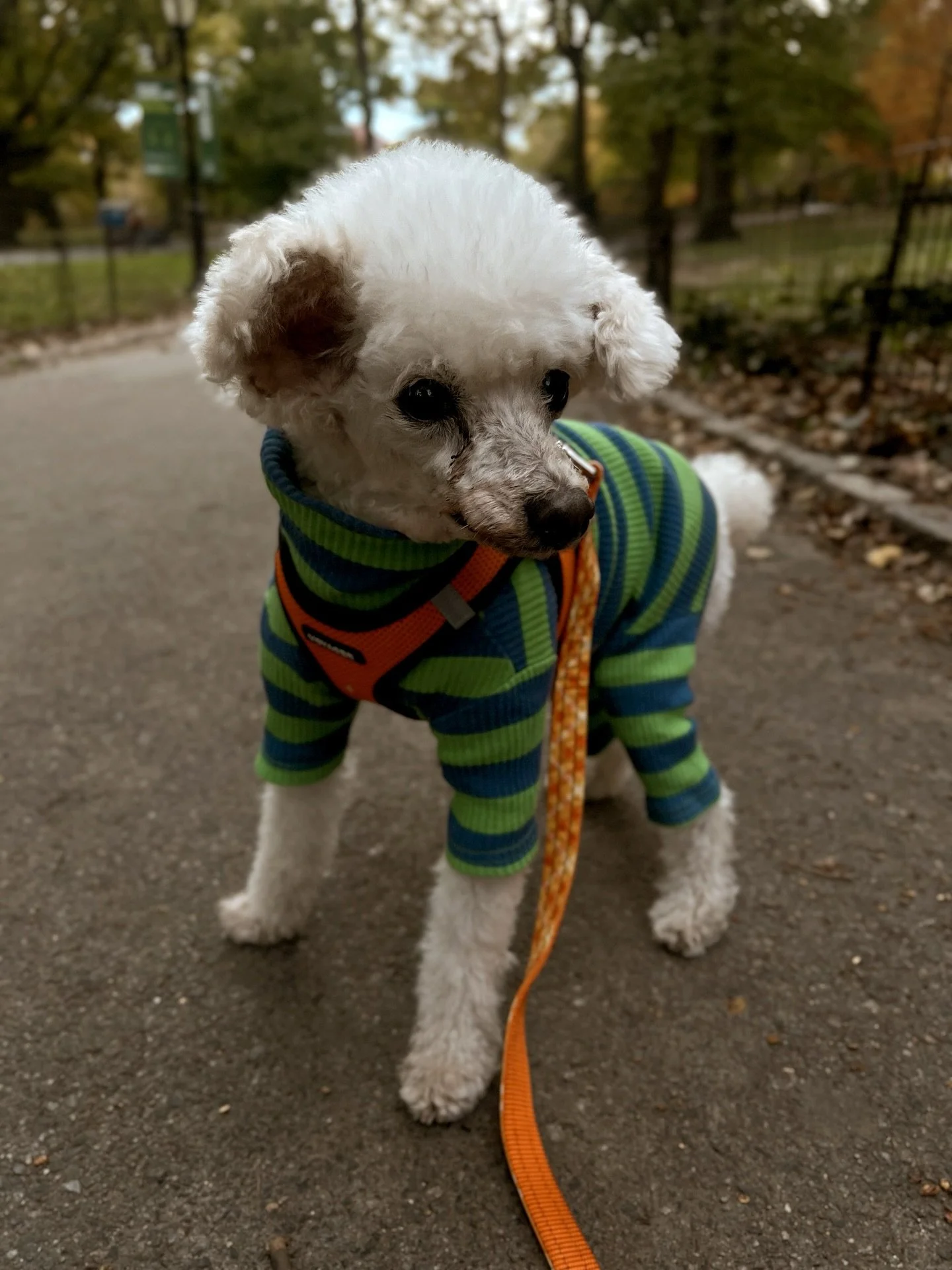 Fall vibes 🍂🍁

#fall #fallvibes🍂🍁❤️ #nyc #ny #petsofnewyorkcity #pets #nycpetservices #nycpetphotography #spunkypawsnyc