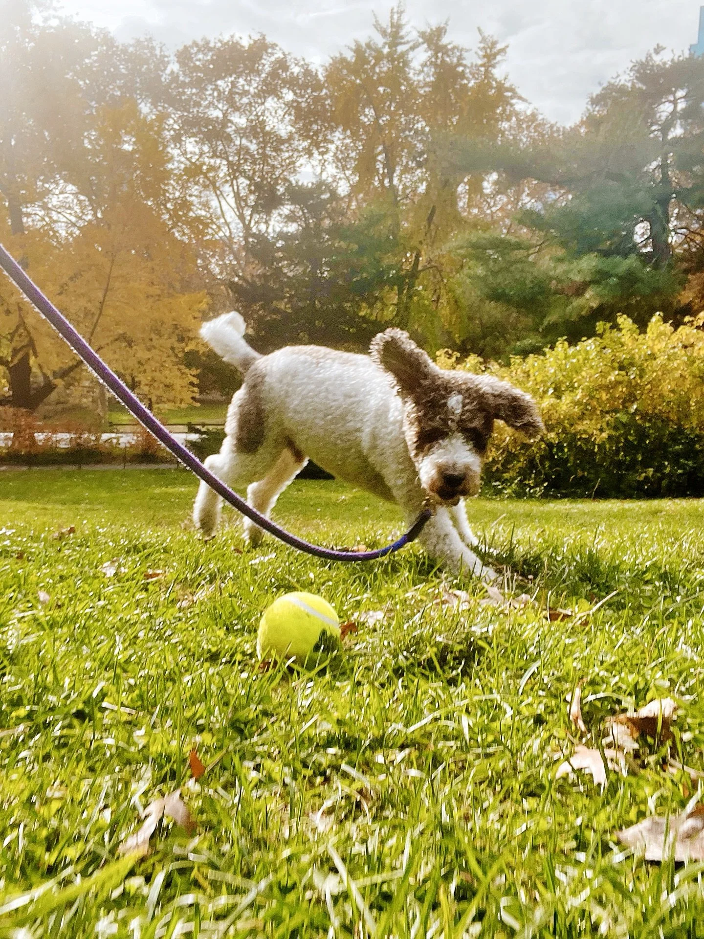 Pepe playing ball, in the fall, see the foliage, in the park. He&rsquo;s a poet and doesn&rsquo;t know it. Thank you. 

#nyc #newyork #petphotography #newyorkpets #petsofny #pets #instagrampetphotos #petfamous #centralpark #centralparknyc❤️