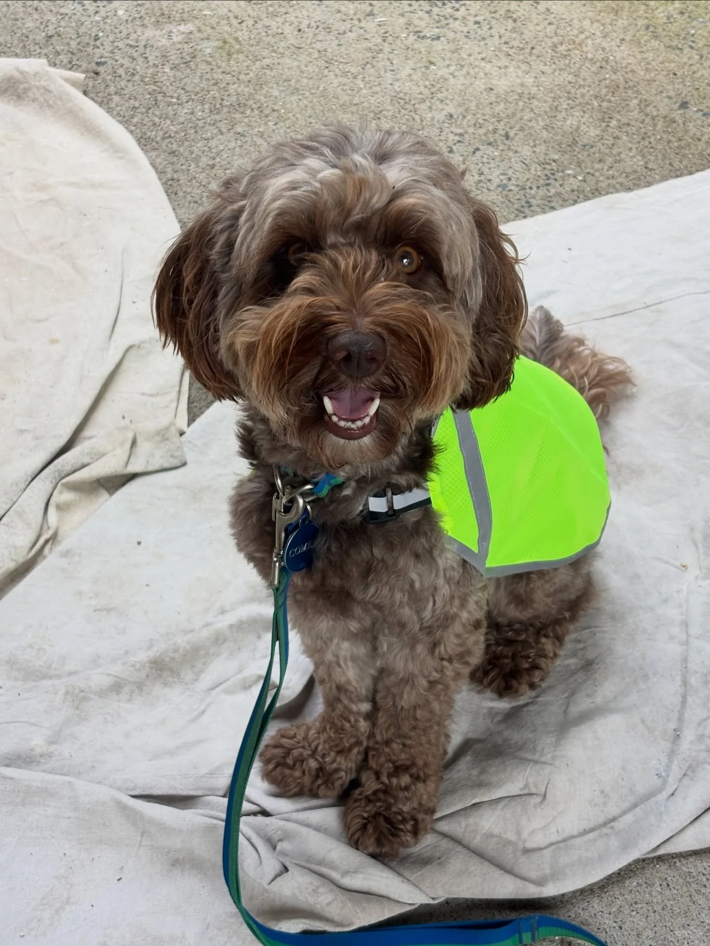 Site supervisor Comet reporting for duty 🫡 His high-vis = high standards 👷 Rumour has it he can be bribed with a few kisses and cuddles 🤐 

#dogsofinstagram #brisbane #homerenovation #dog #tilersofinstagram