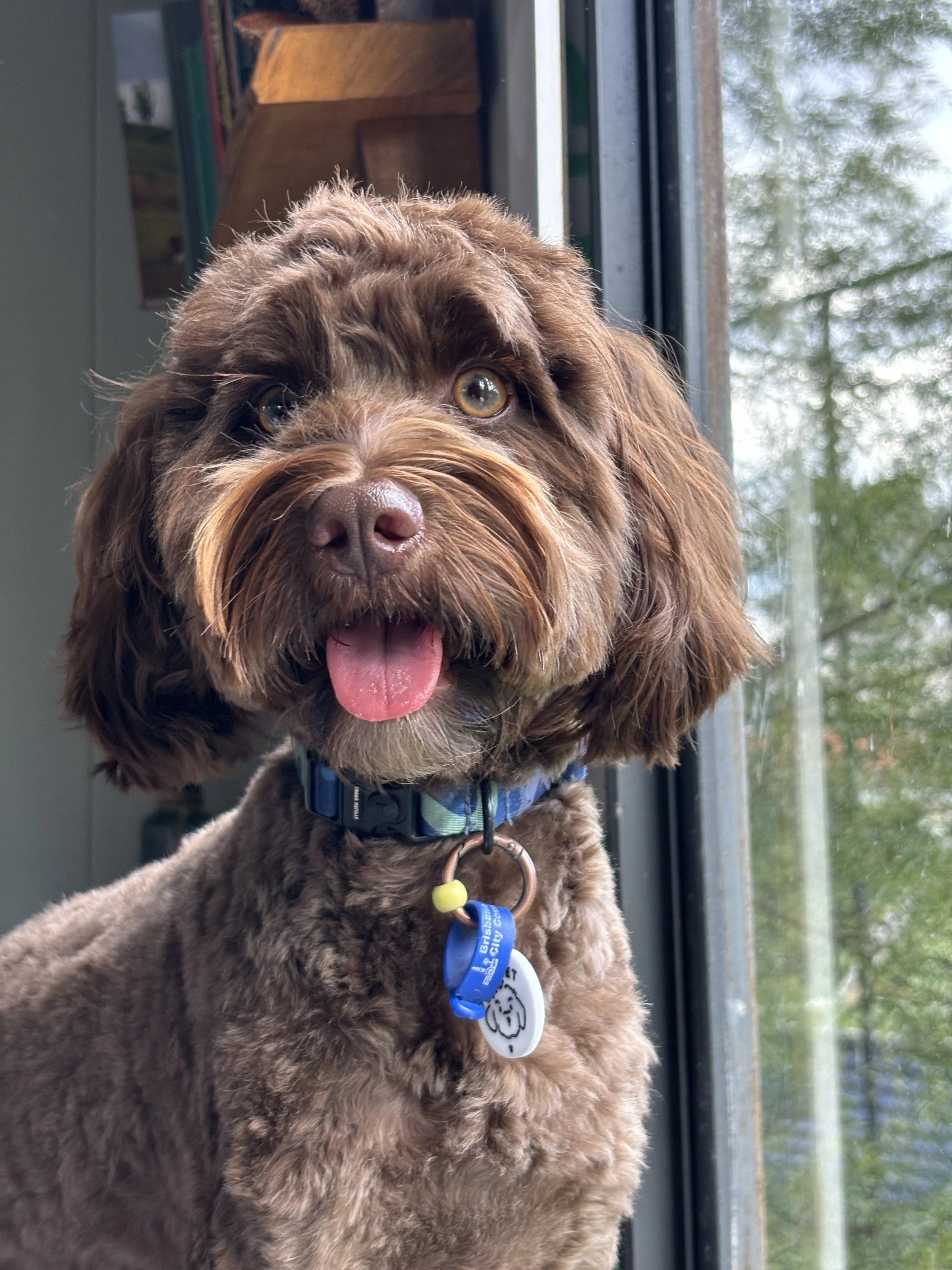 Close-up of a cute, fluffy dog with its tongue out, sitting near a window on a sunny day.
