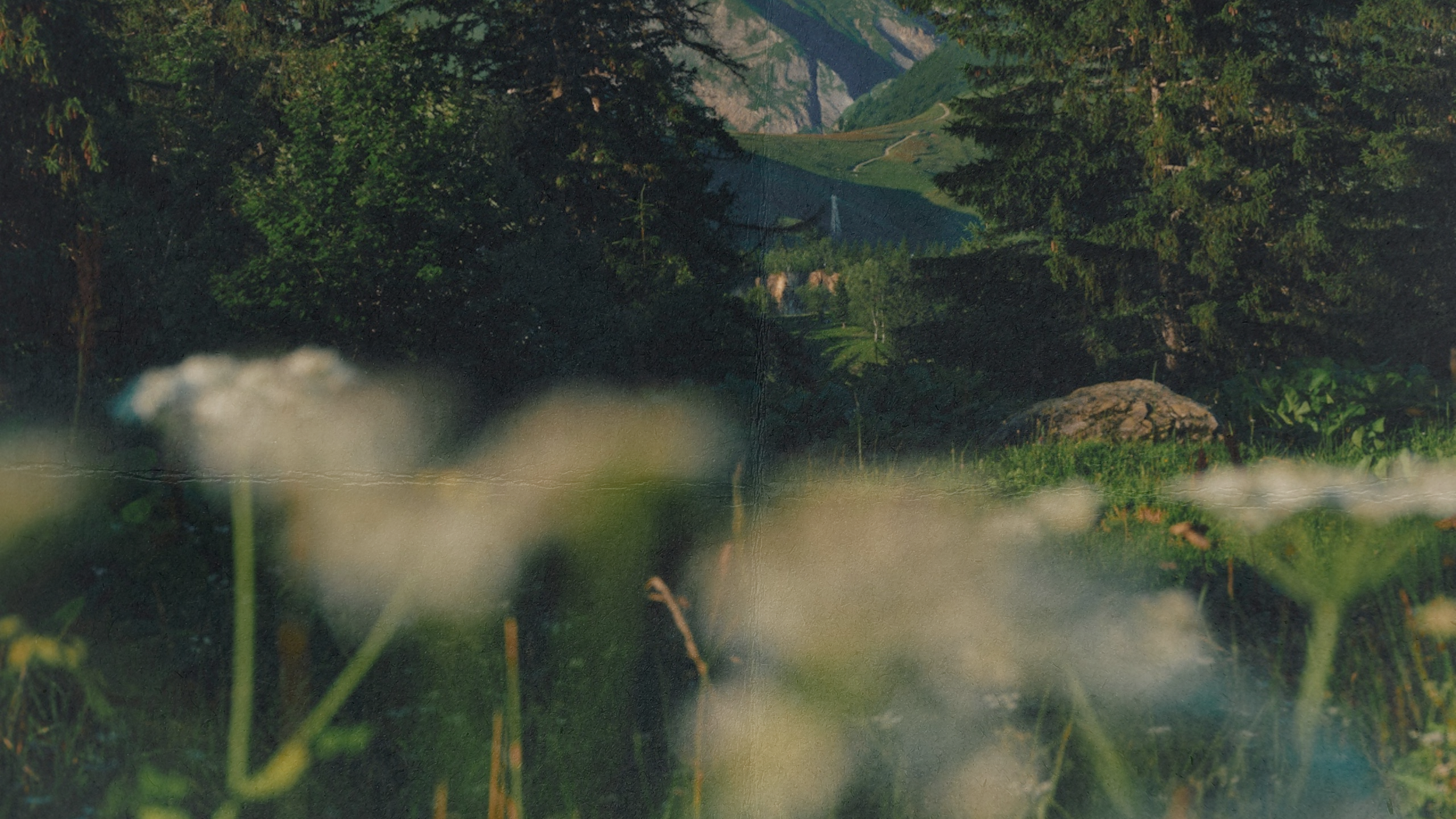 Self Haus YouTube Banner (4).png