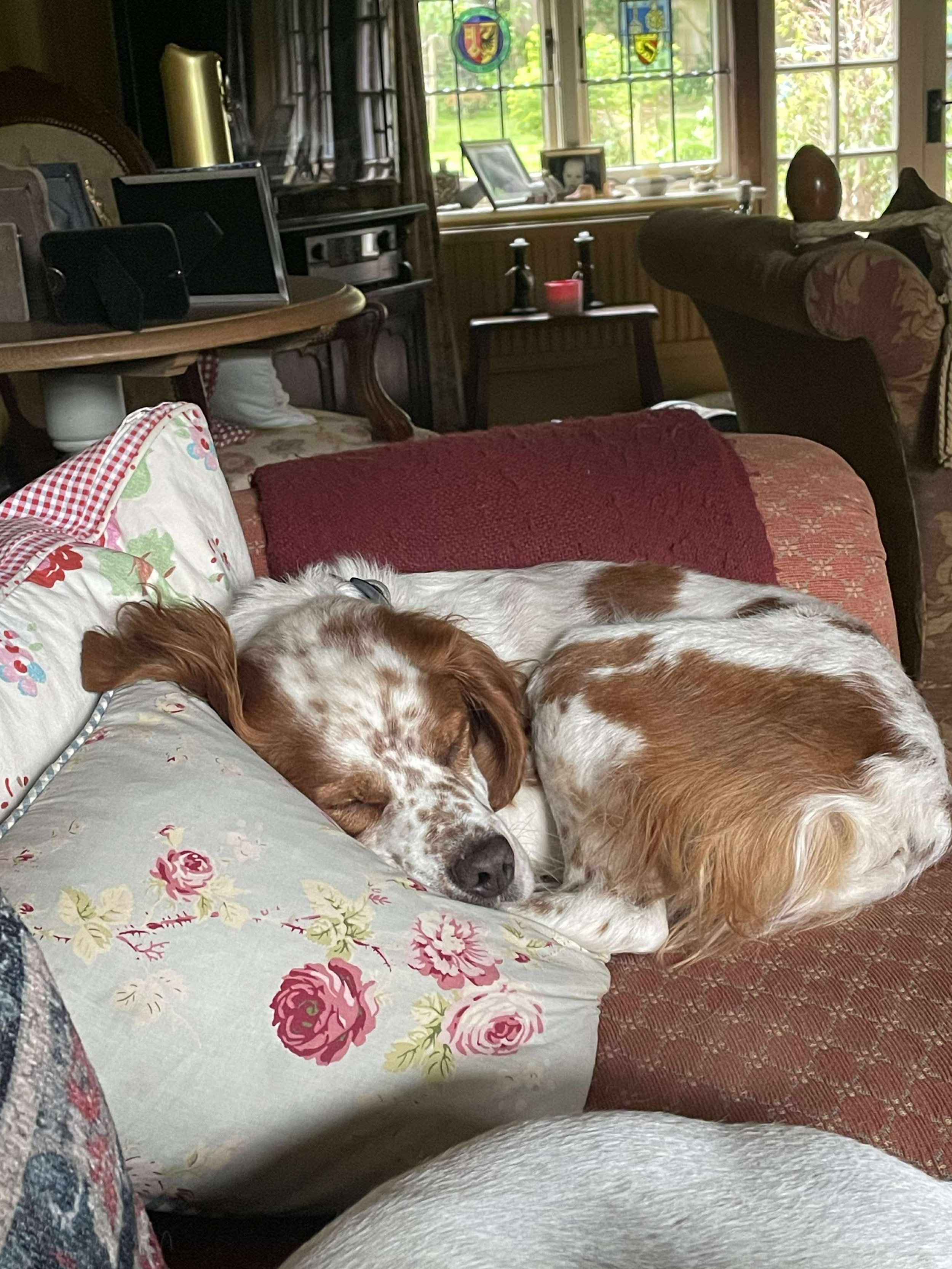 Bracken
