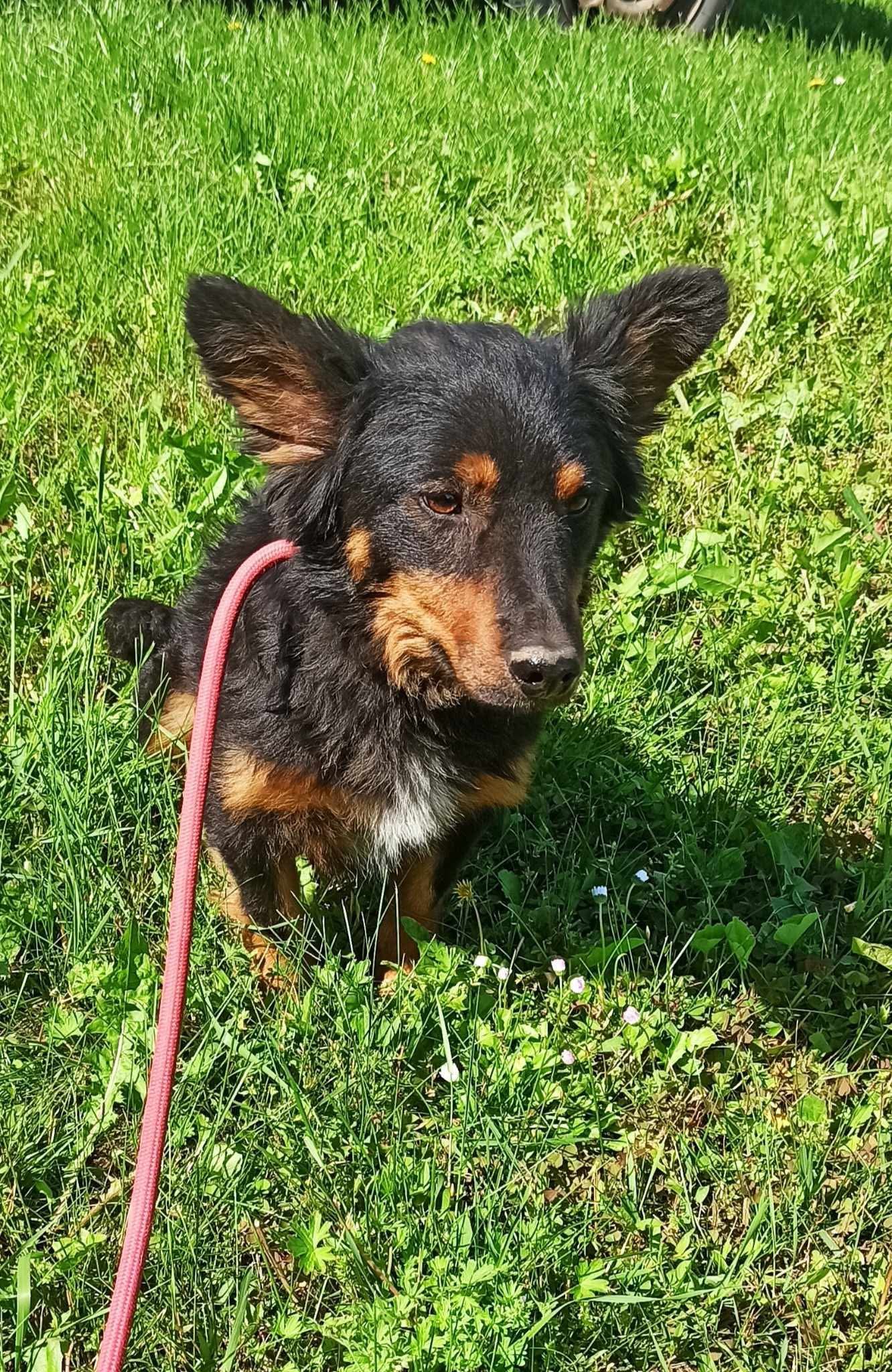Ringo