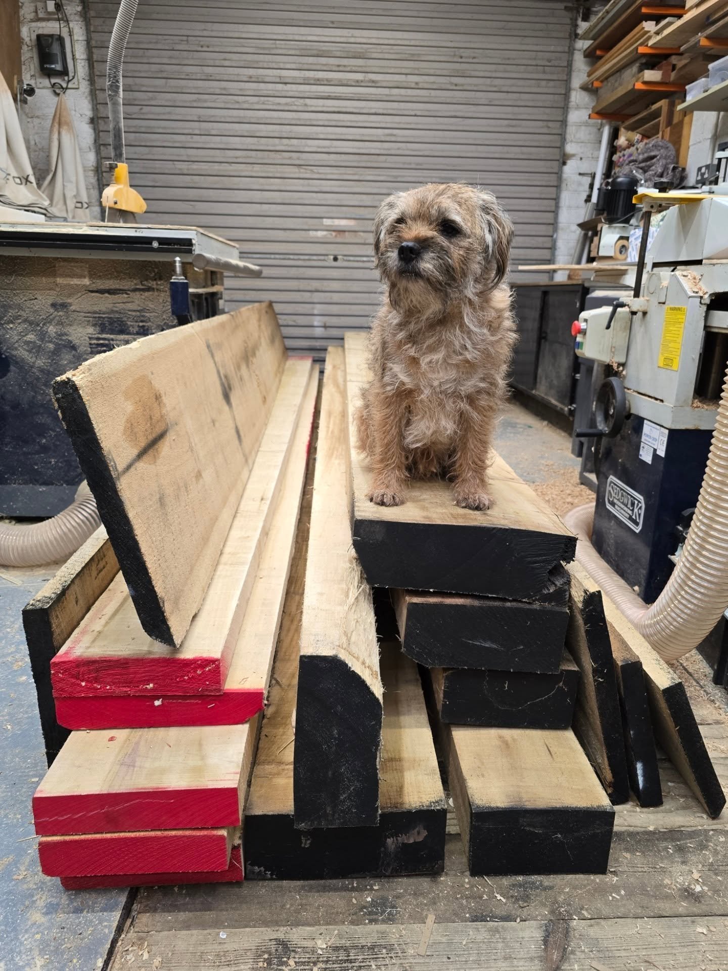 Otto standing gaurd of the 1m3 of poplar delivered this morning.
Now to start machining 

.
.
.
.

#boarderterrier #bespokefurniture #customcarpentry #dogsofinstagram