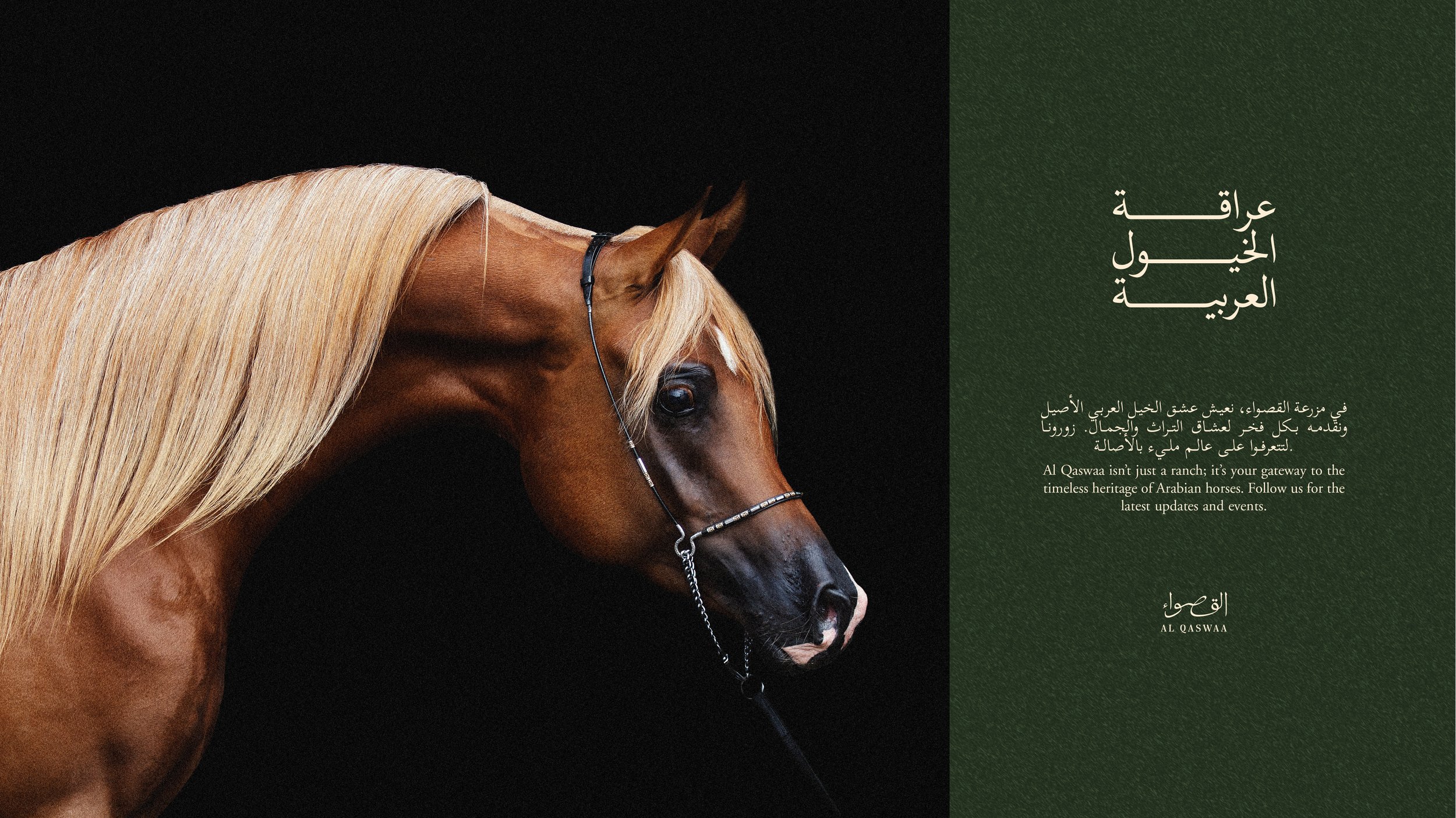 Al Qaswaa branding 10.jpg