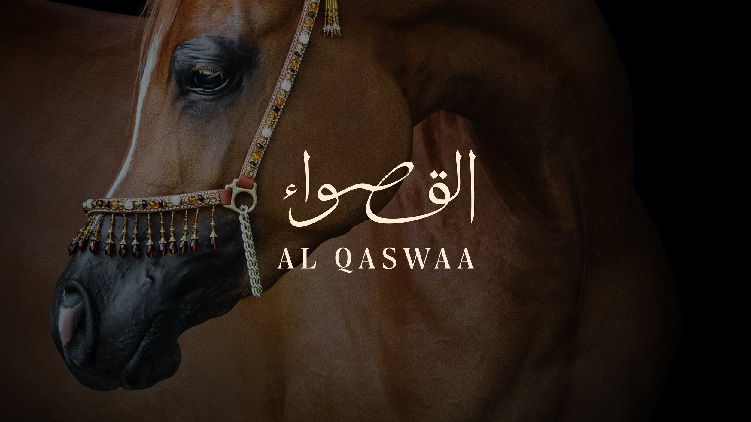 Al Qaswaa branding 2.jpg