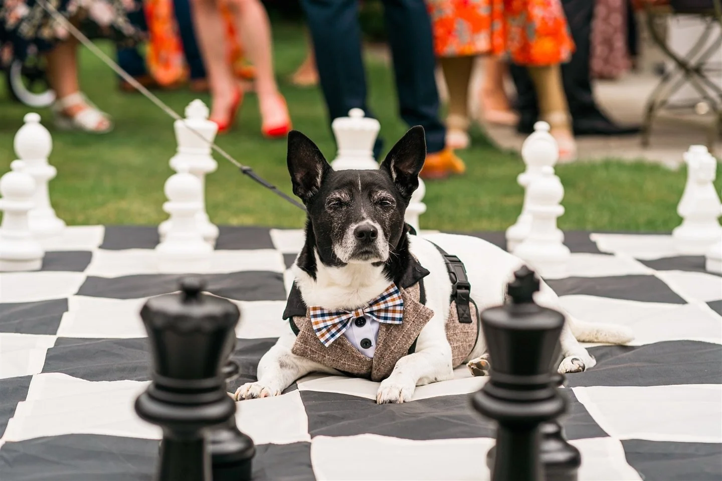 Of course Dexter gets his own spot on the grid 🐶🐾

#eyamhallweddings #yorkshirewedding  #weddingdog #dogsatweddings #yorkshireweddingphotographer  #Doncasterweddingphotographer #Weddingphotography #UKWeddingPhotographer #WeddingInspo #Documentarywe