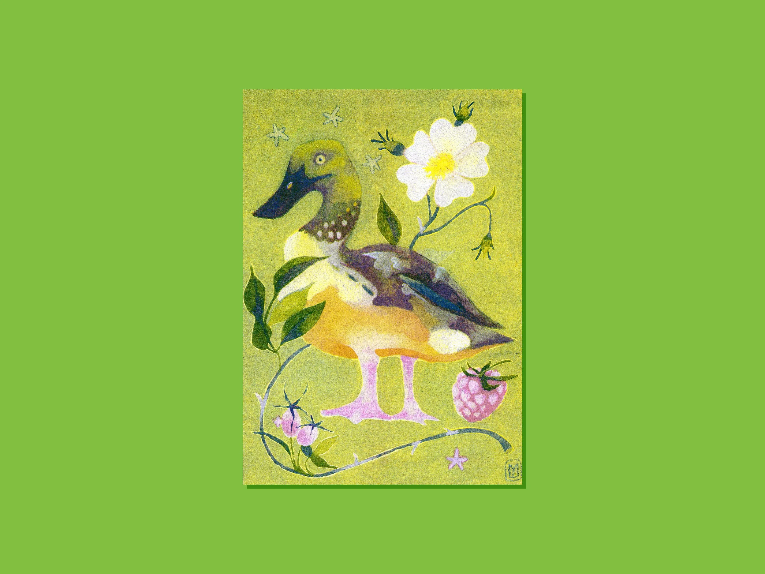 Tirage risographie - Canard souchet