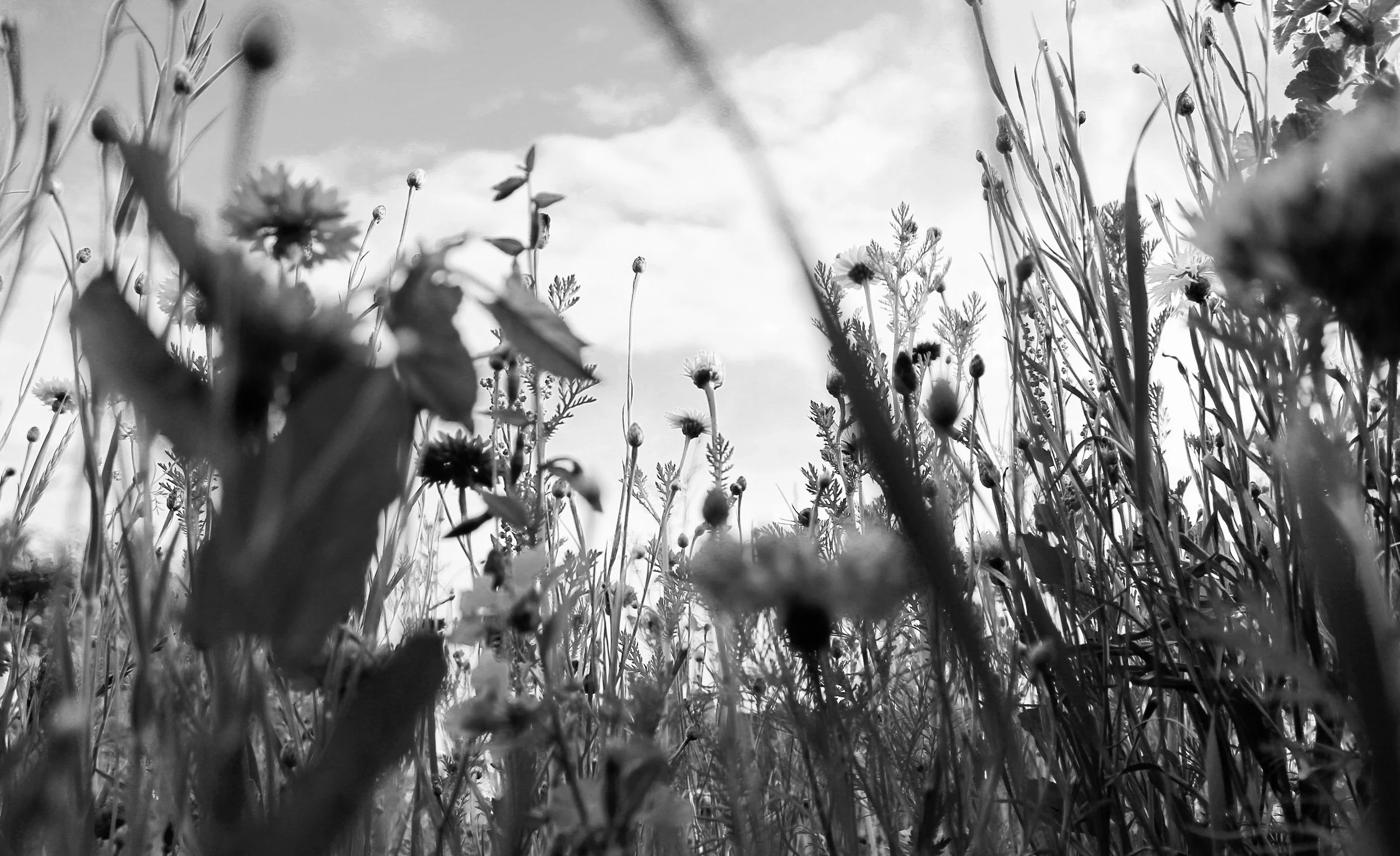 emiel-maters-io6t9KzNEhc-unsplash (1).jpg