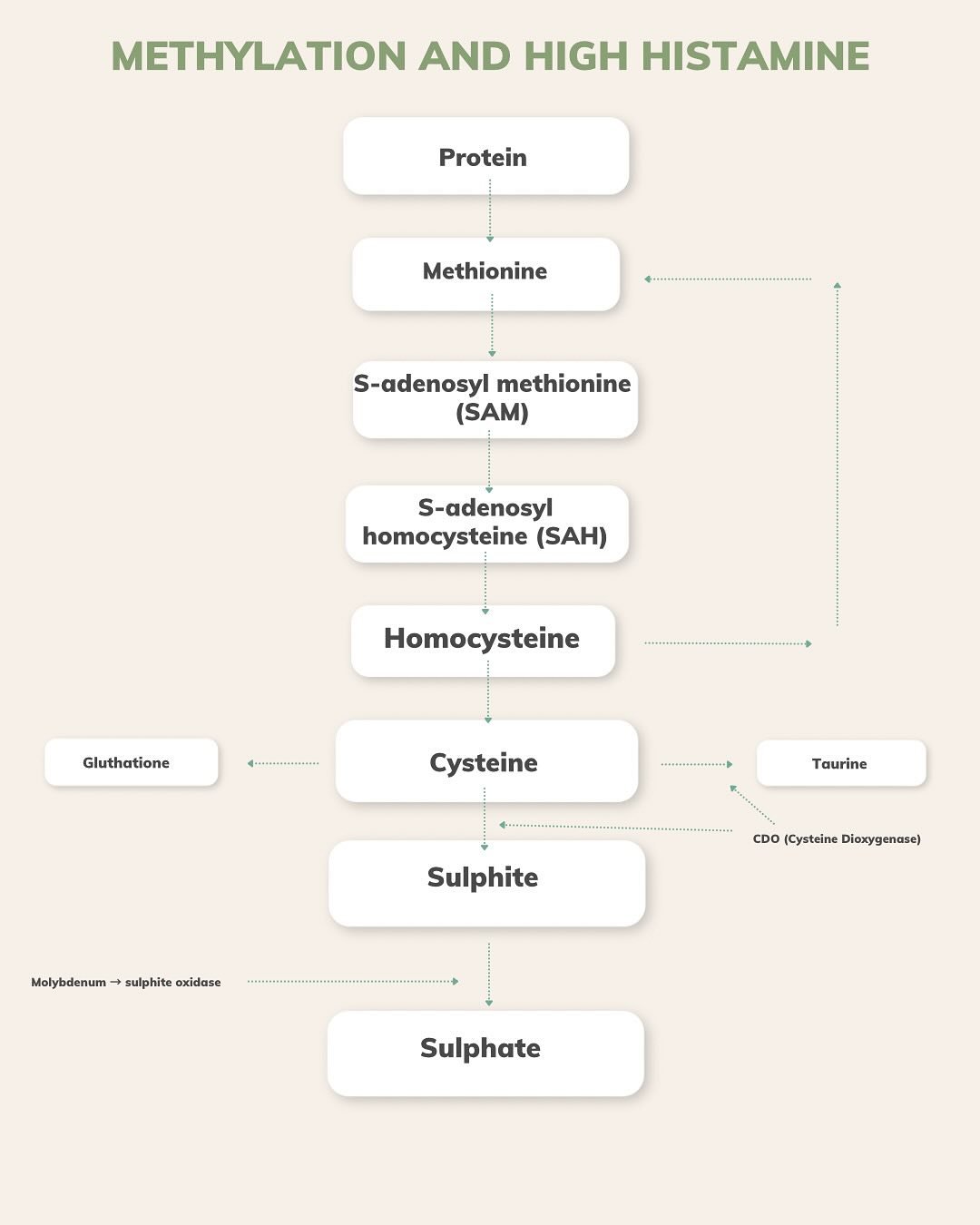 Margaret Moss&rsquo;s research on methylation offers intriguing insights into why individuals with histamine intolerance often have adverse reactions to certain supplements. 

🎯Many clients seem to experience their most significant reactions to supp