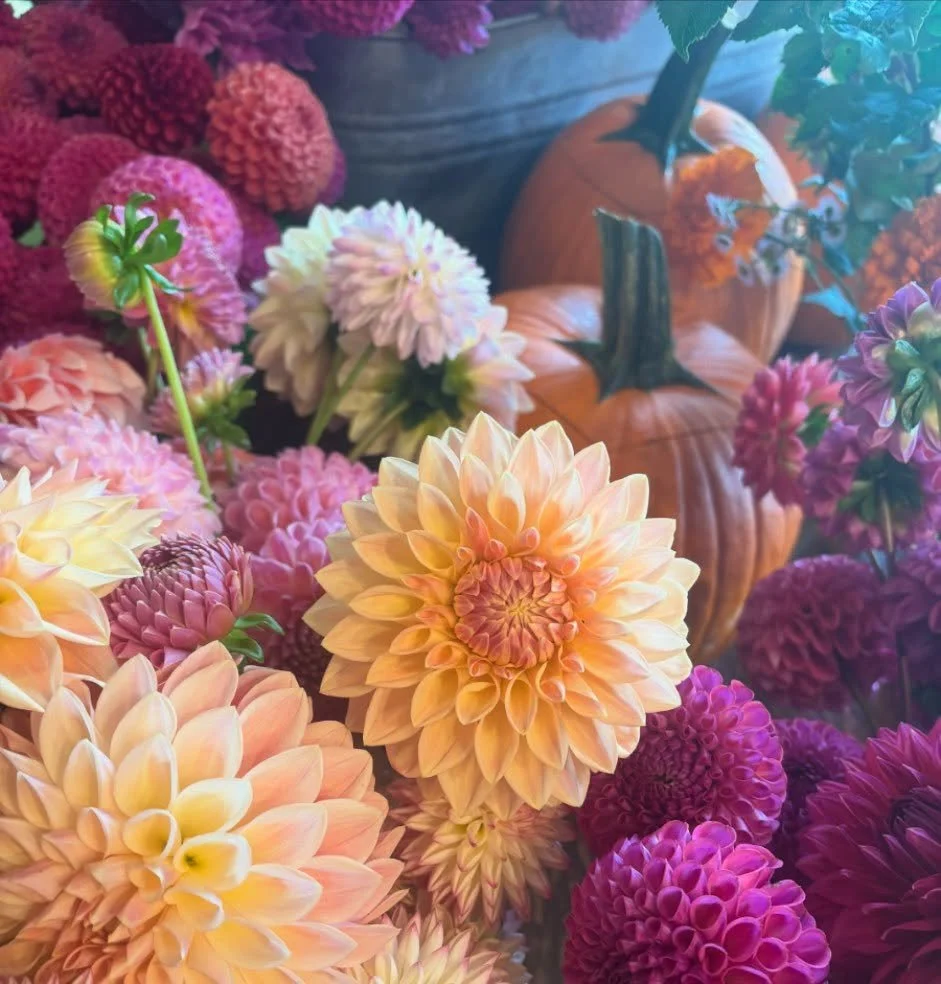 Happy 🌼ctober!! Only a few more weeks of Dahlia glory to go. We will have armfuls on Sunday at the @cantonmainstfarmersmarket from 10am-1pm in Collinsville. Come see us!