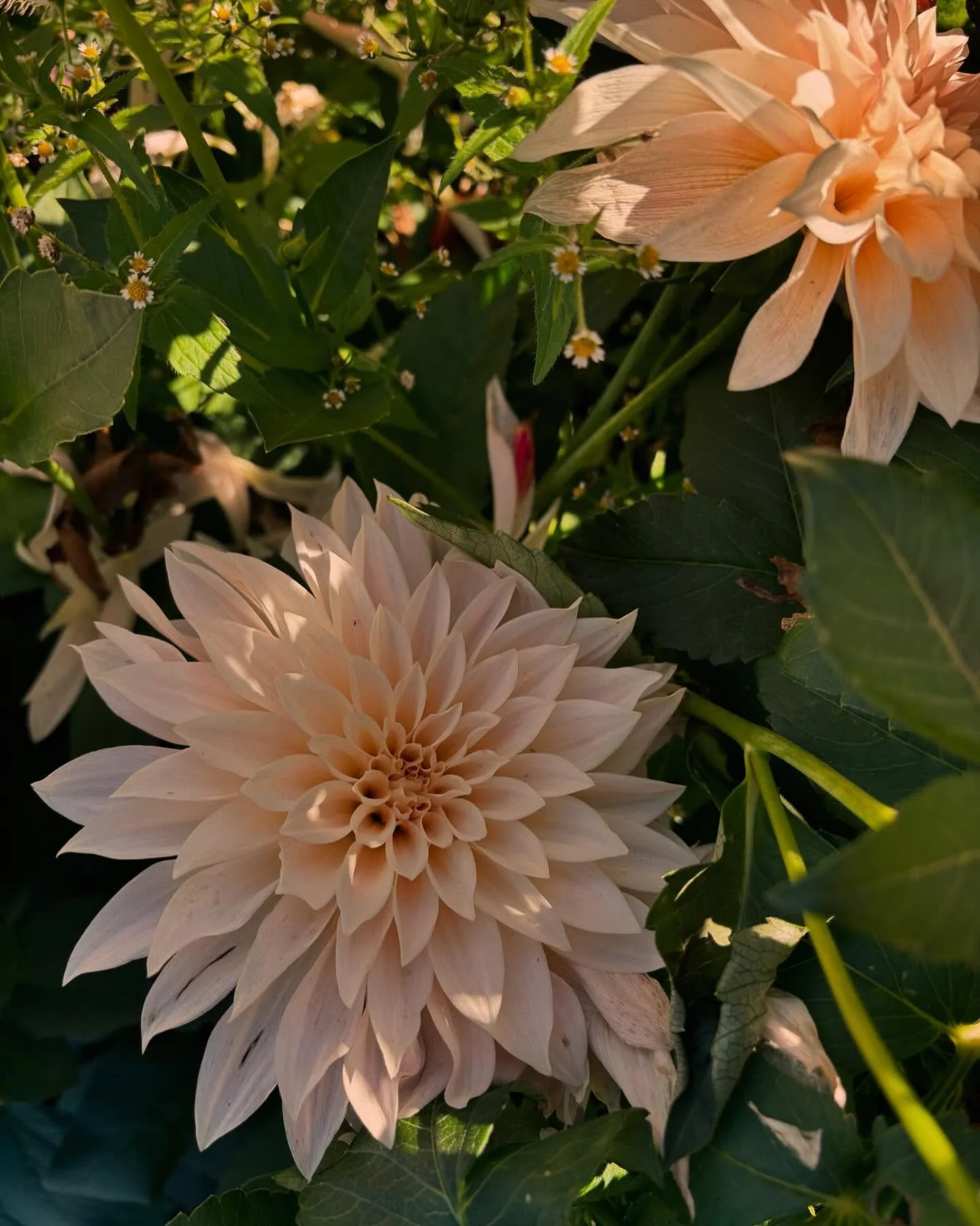 Mini Caf&eacute; au Lait aka JOLENE