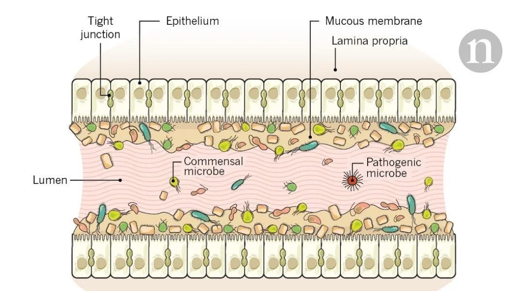 Gut Health and Immunity in Nurses