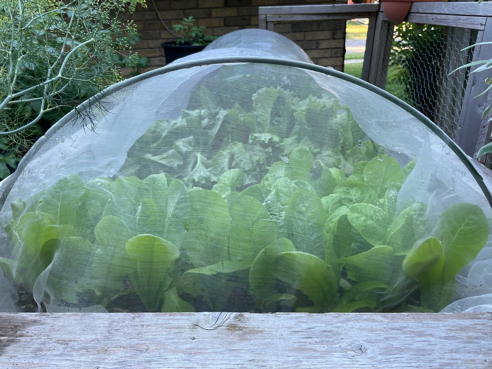 Pest Control and Prevention