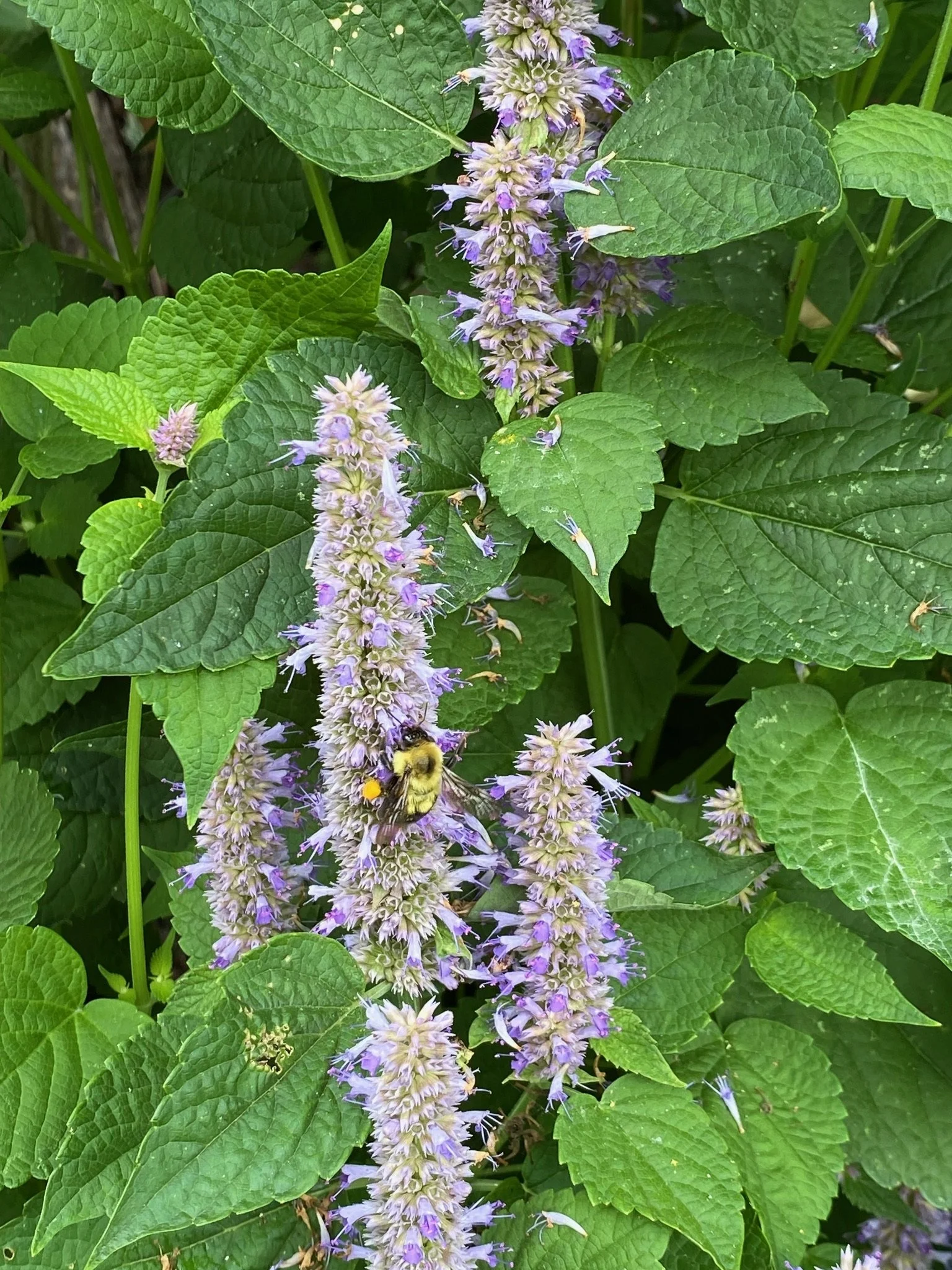 IMG_0951.jpeg