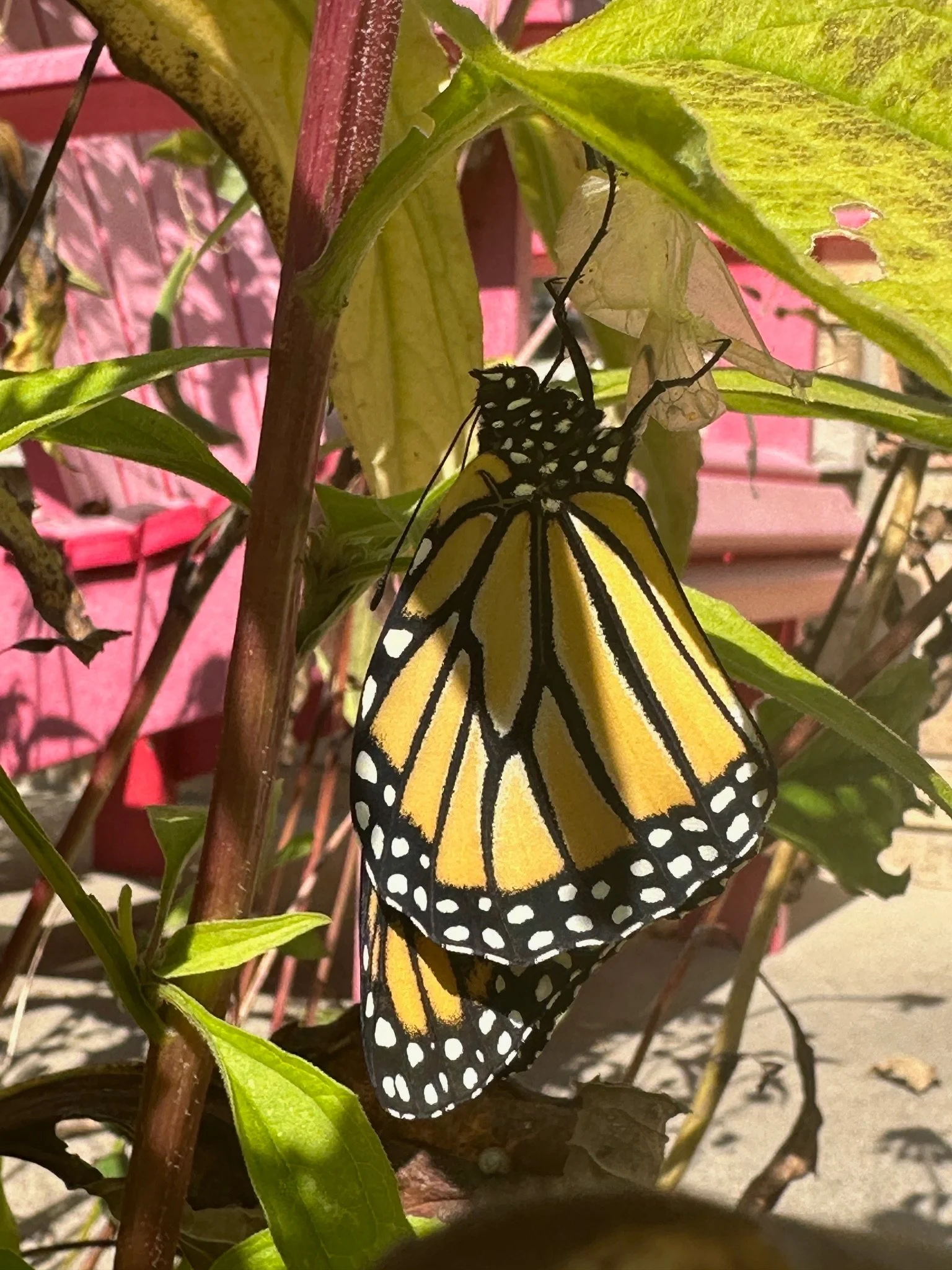 A creature of beauty and endurance, the monarch butterfly inspires awe in every stage of its life.
