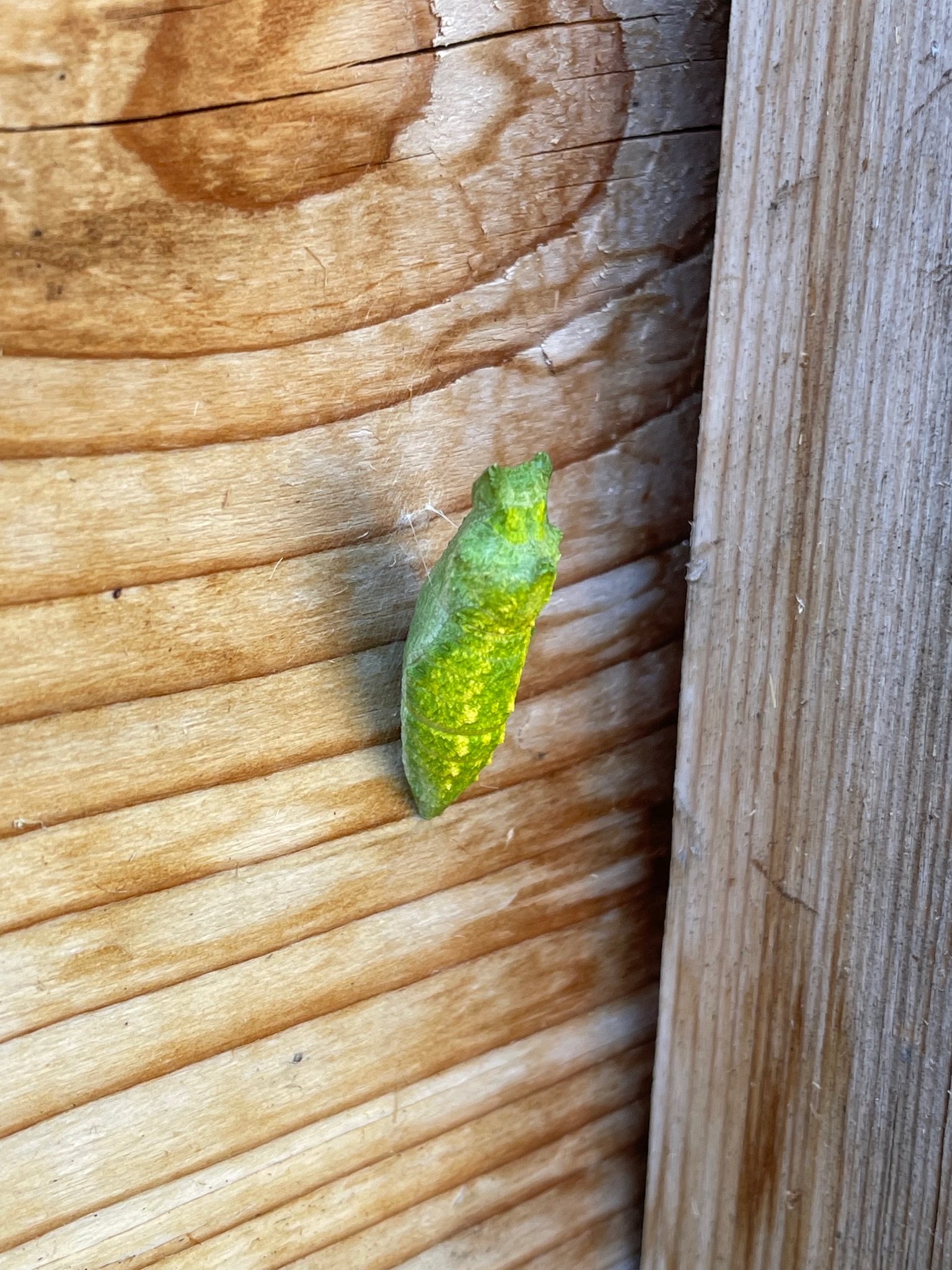 Black Swallowtail Pupa