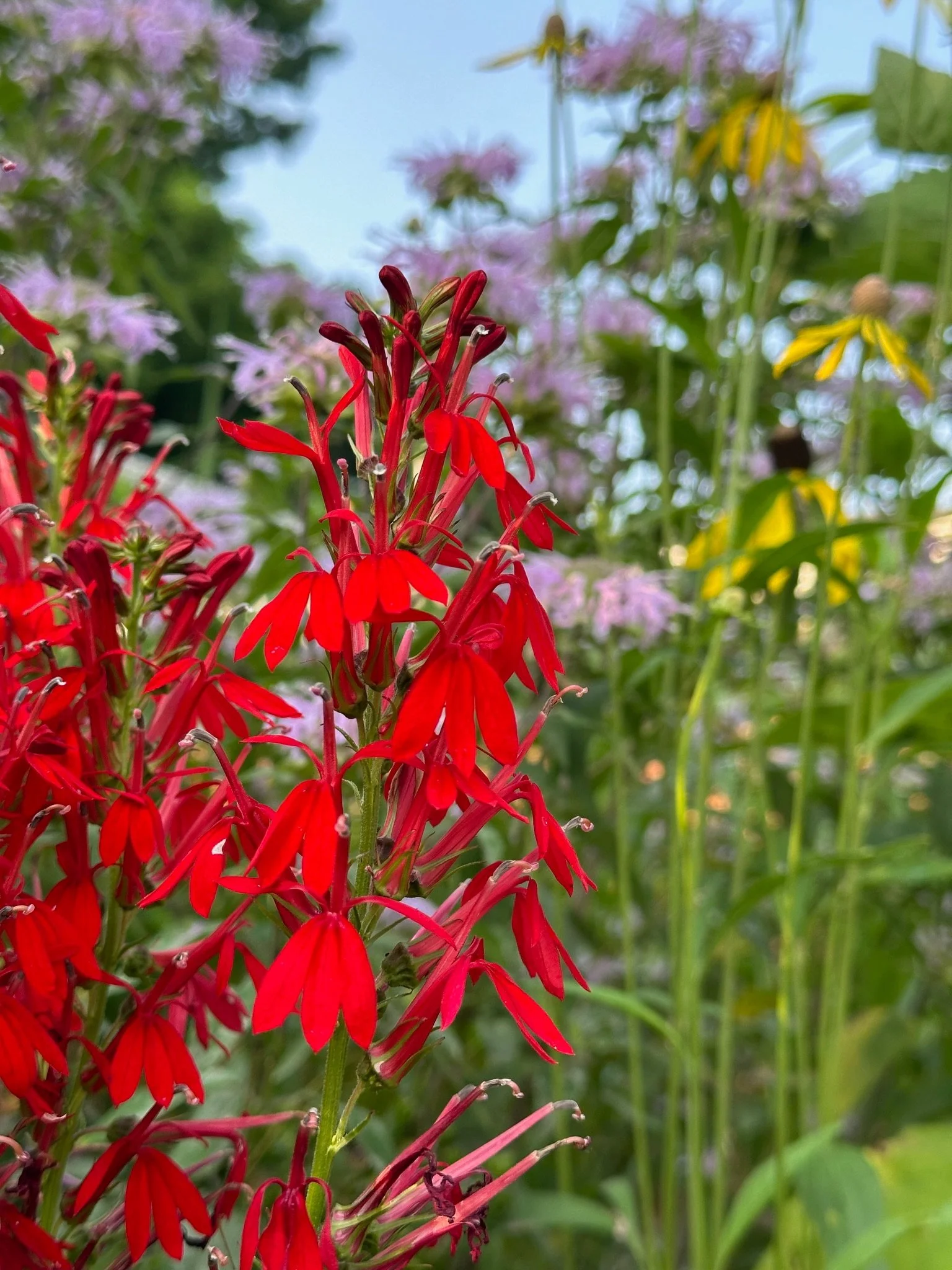 Rain Garden