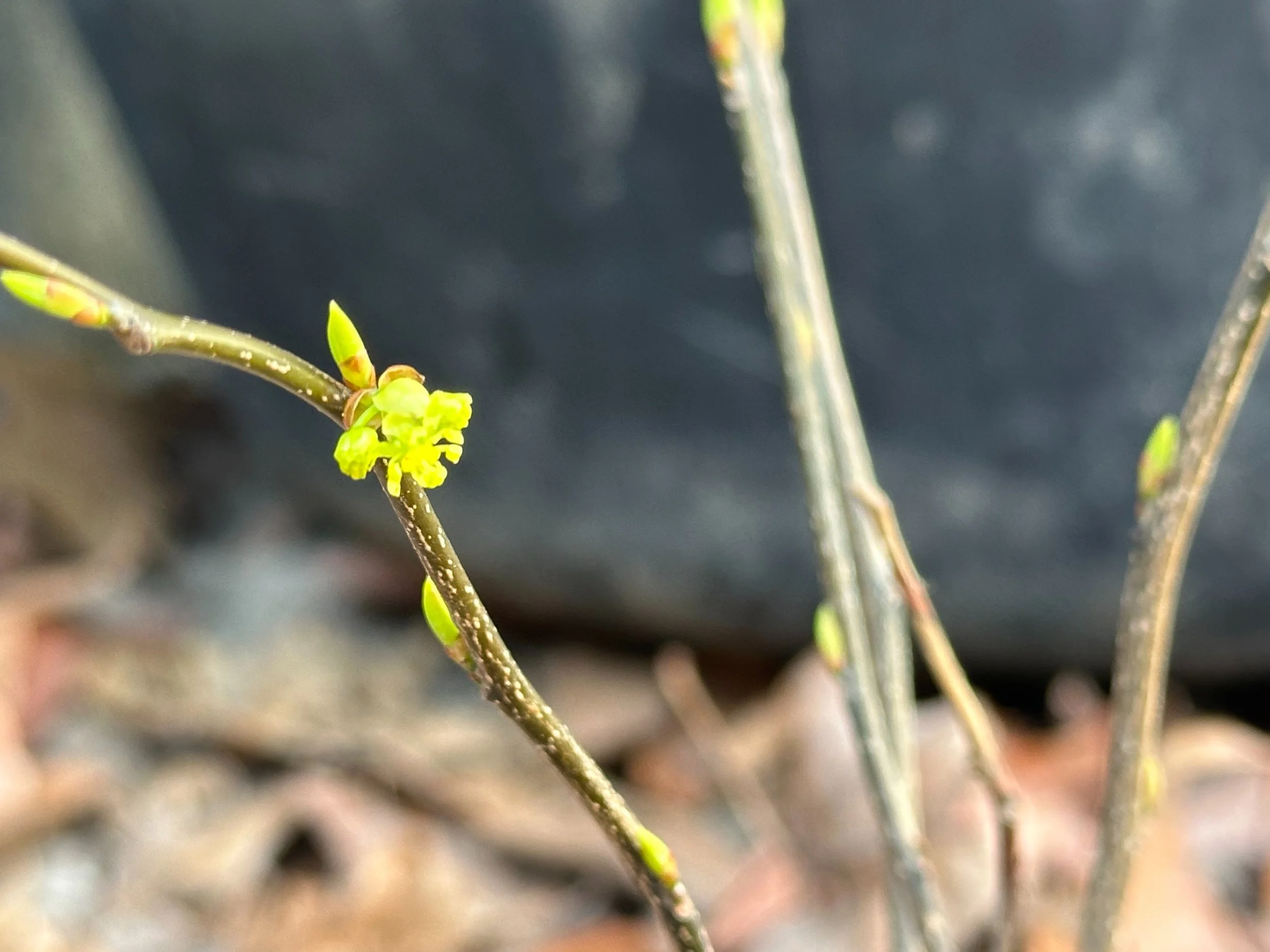 Spicebush