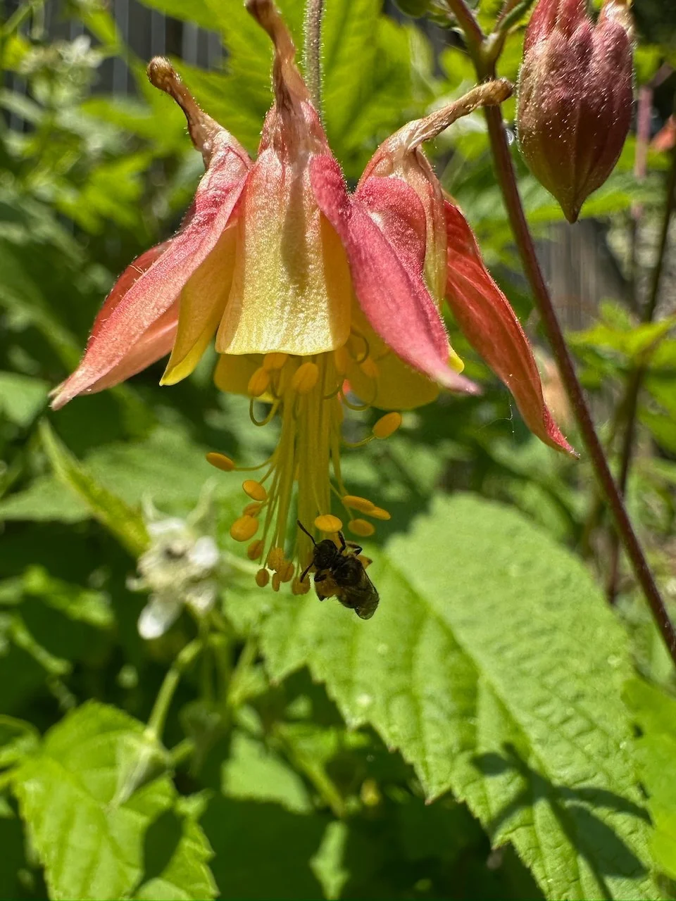 Wild Columbine