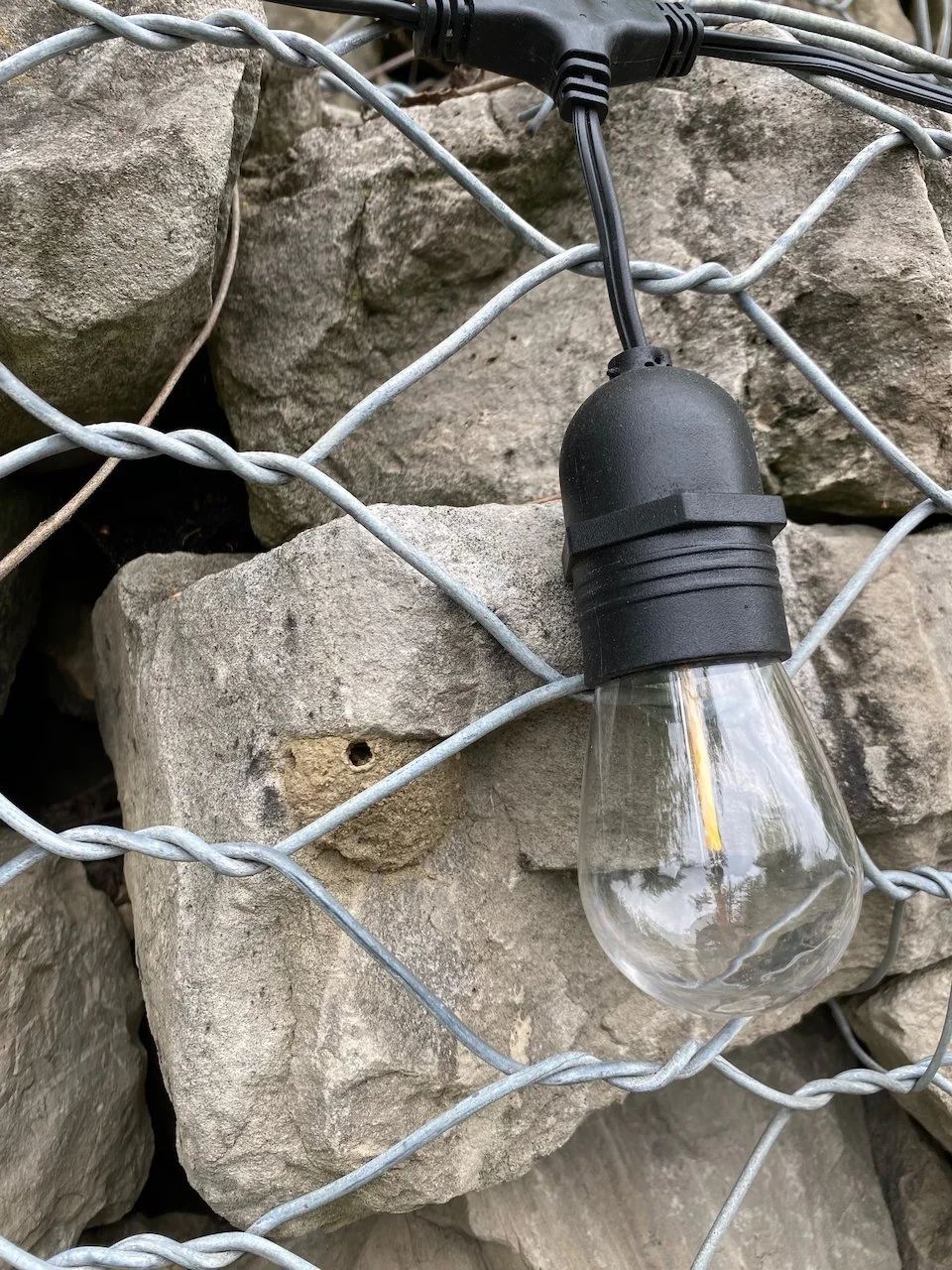 Perfect examples of mud dauber nests, the favoured host for the cuckoo wasp's eggs 