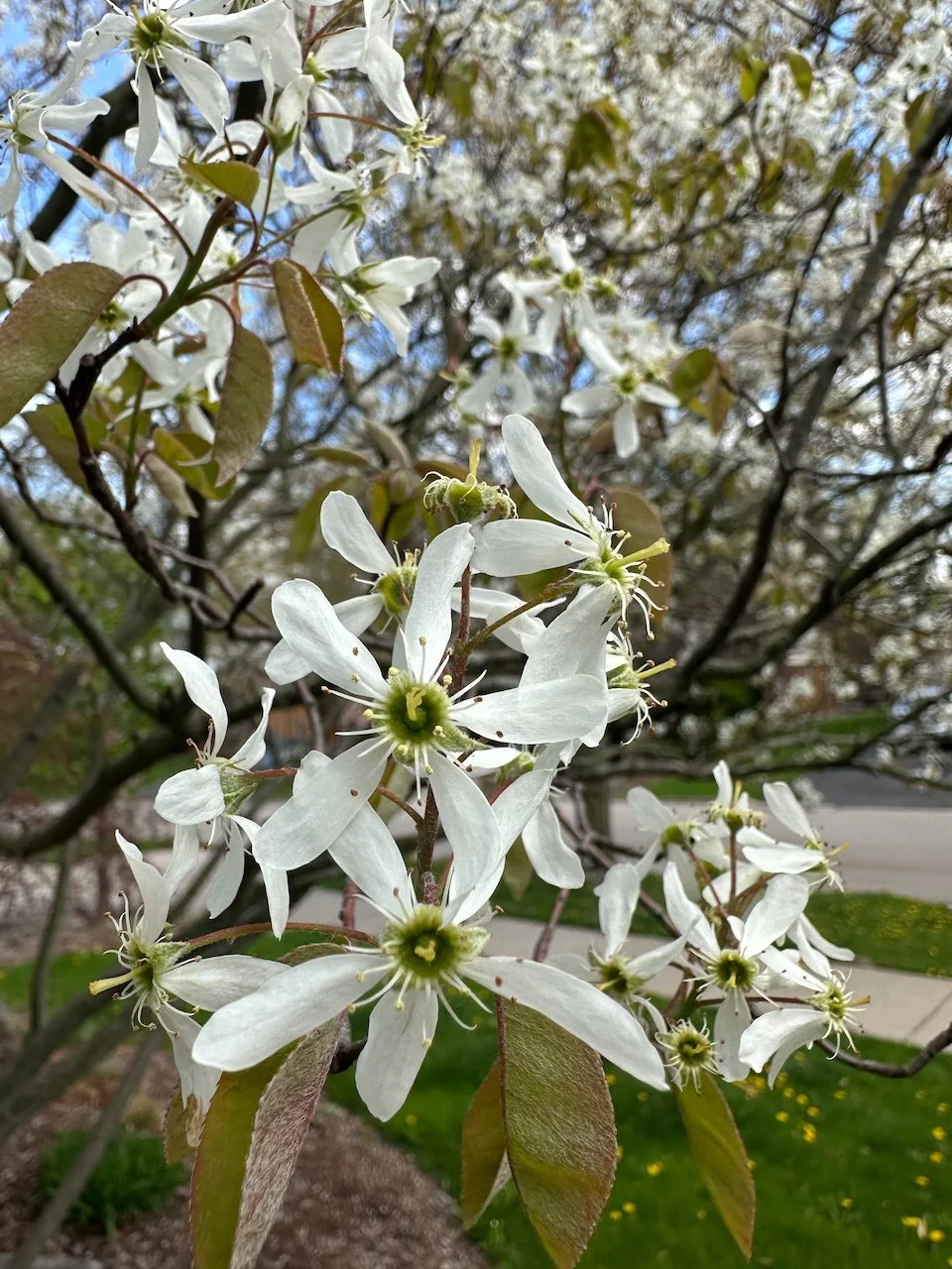 Serviceberry