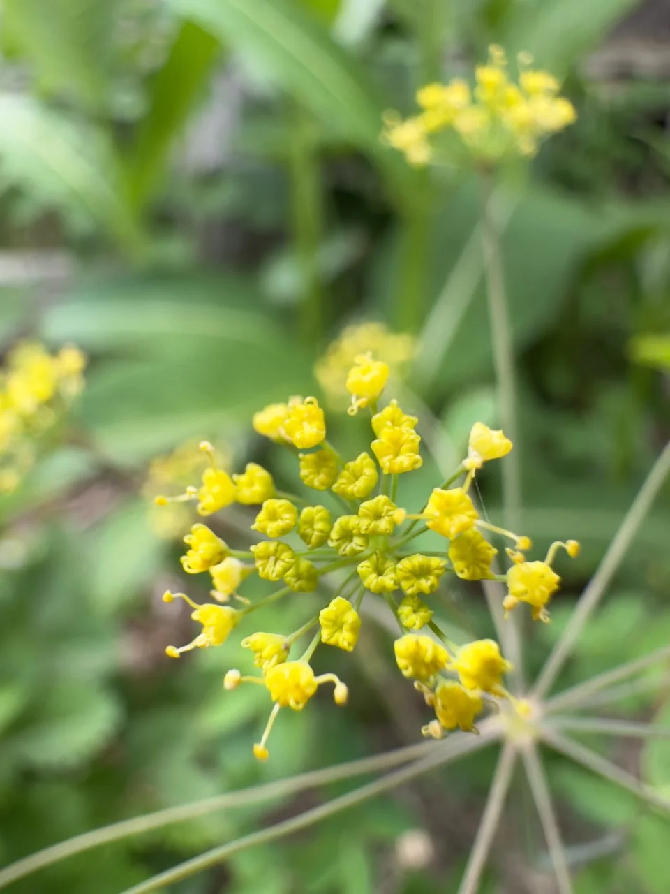 Yellow Pimpernel