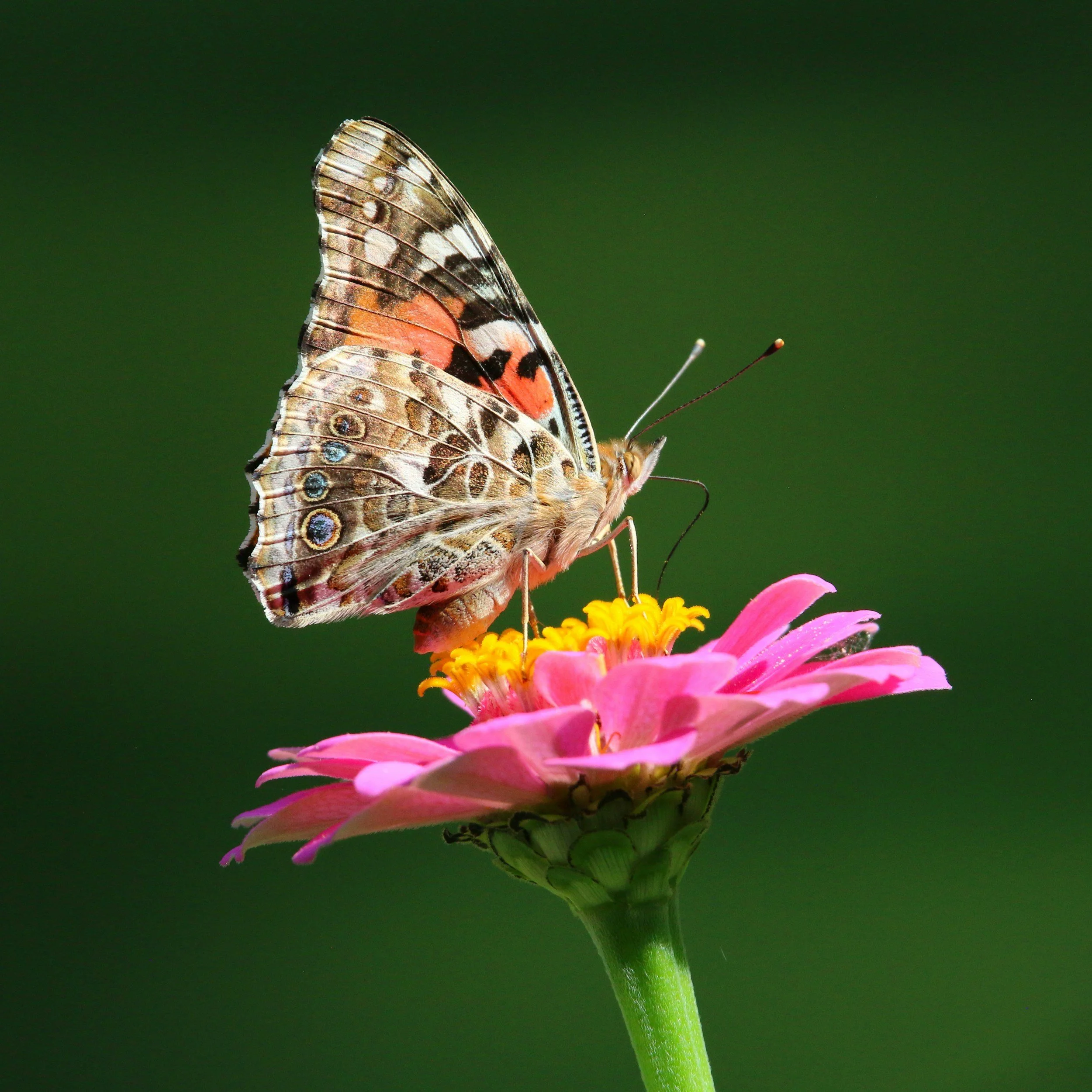 Painted Lady Butterfly (Vanessa cardui)
