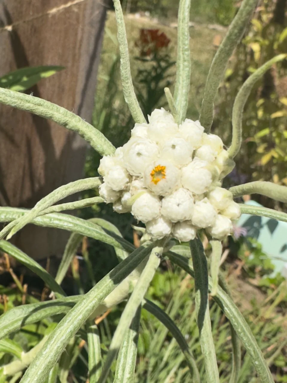 Pearly Everlasting