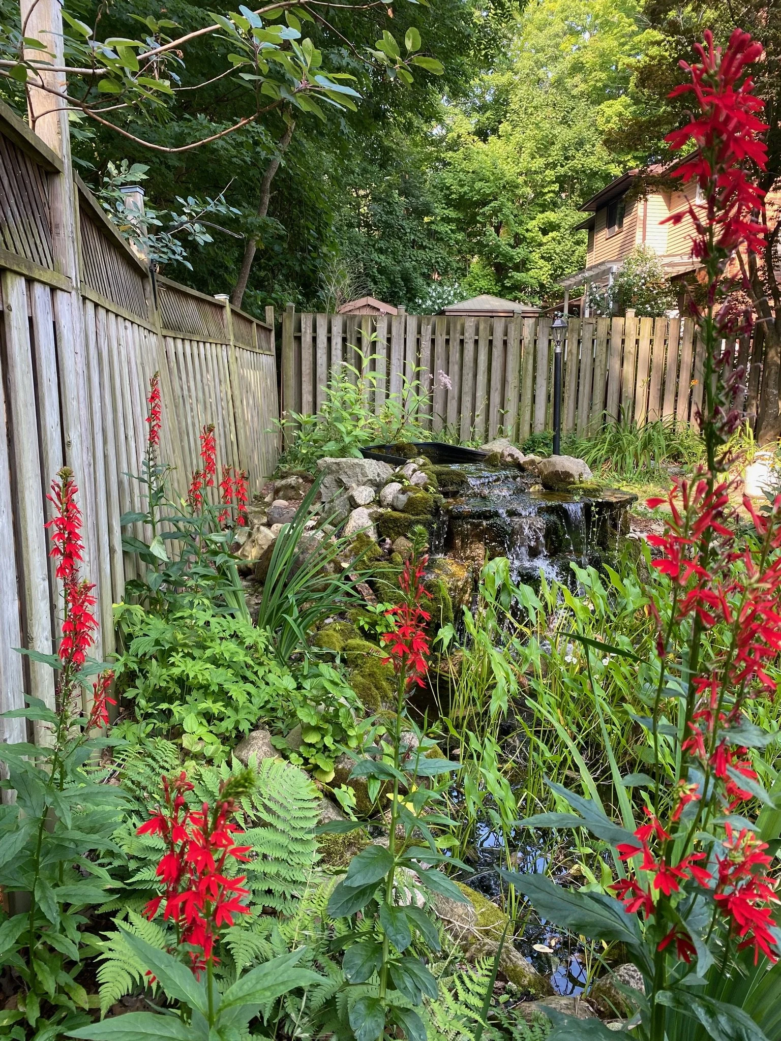 Wetland &amp; Pond Garden