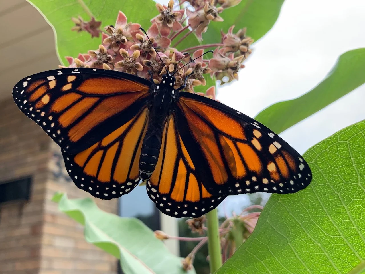 Monarch Butterfly