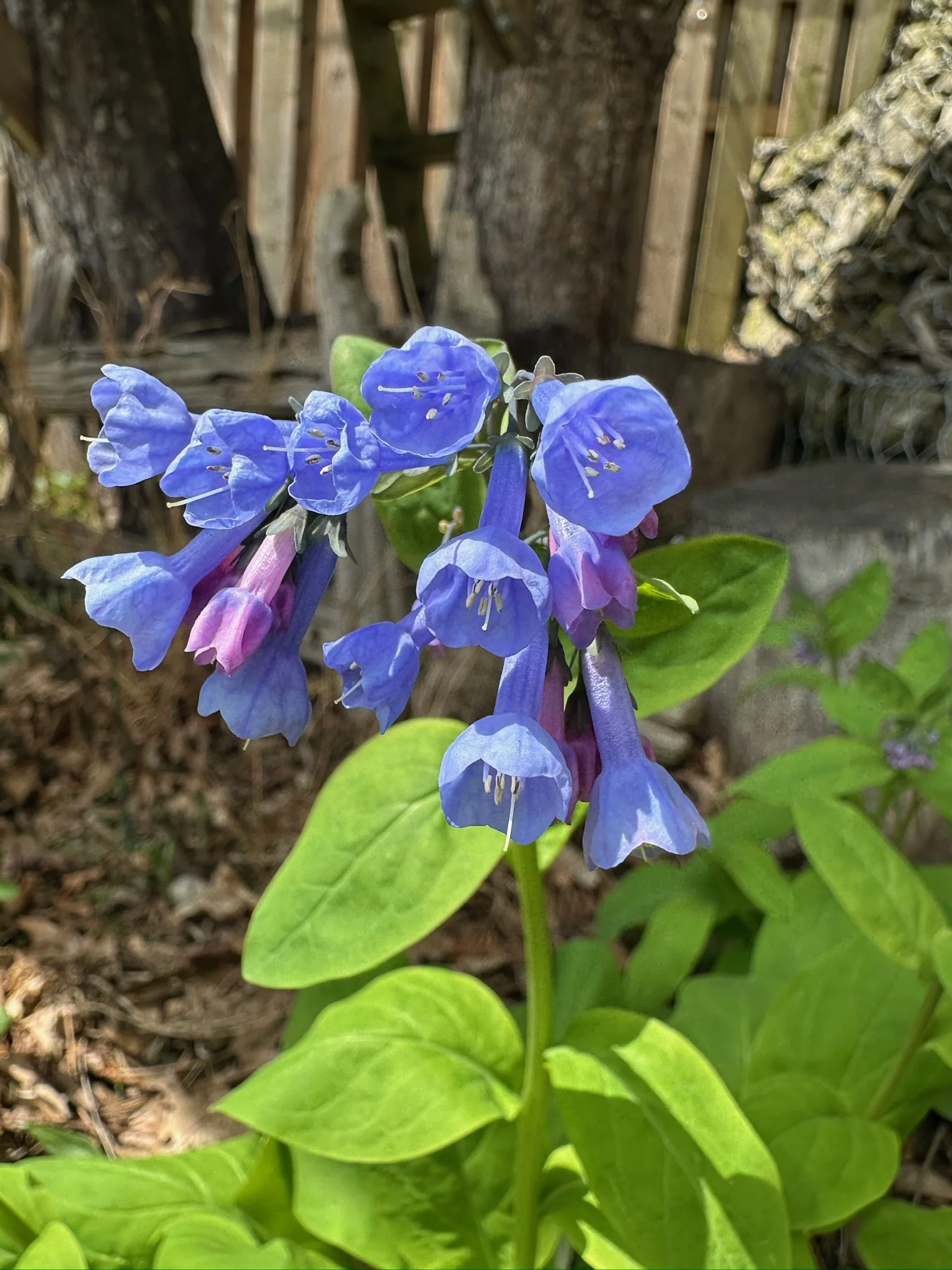 Virginia Bluebells