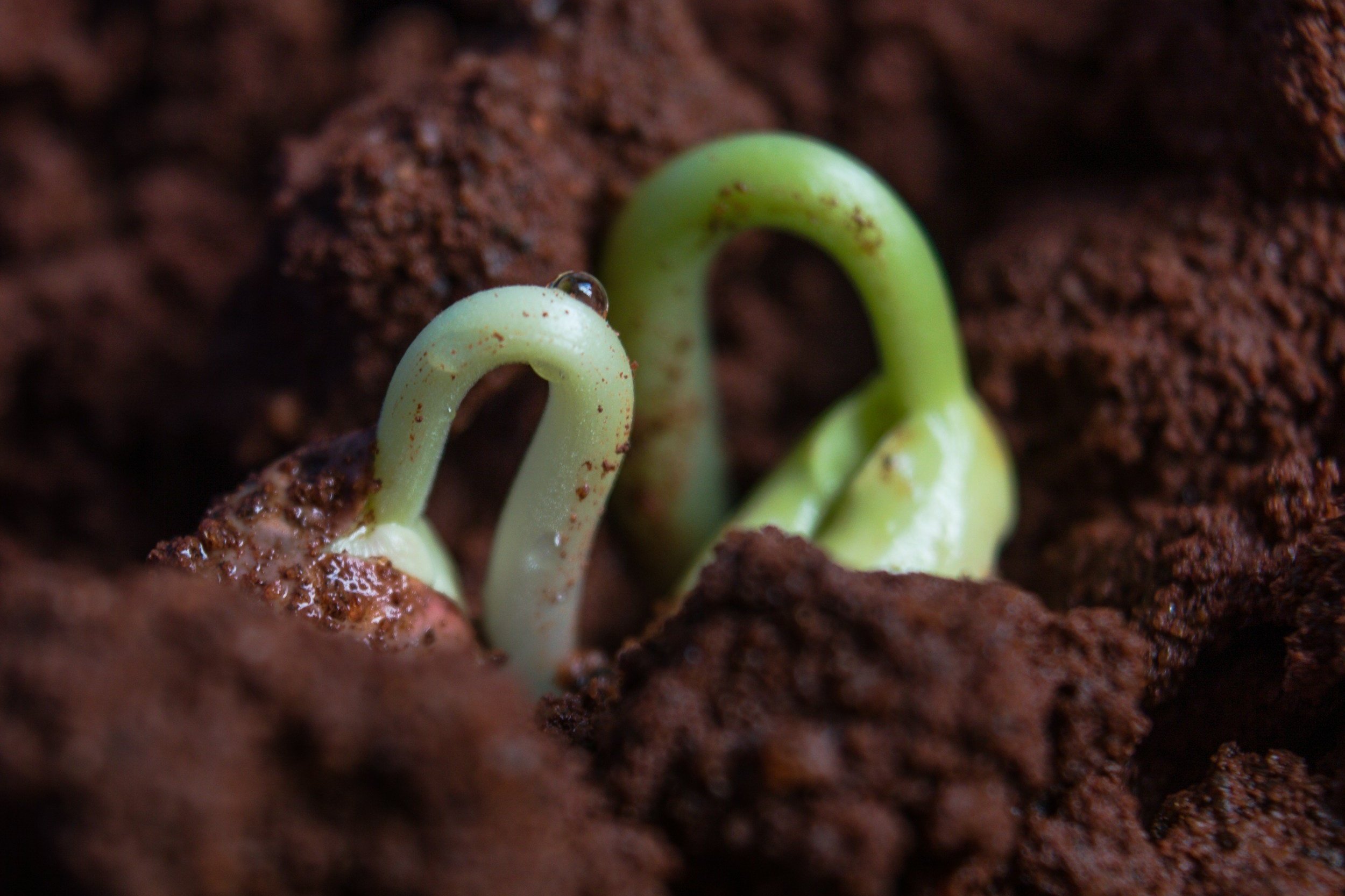 Growing Conditions