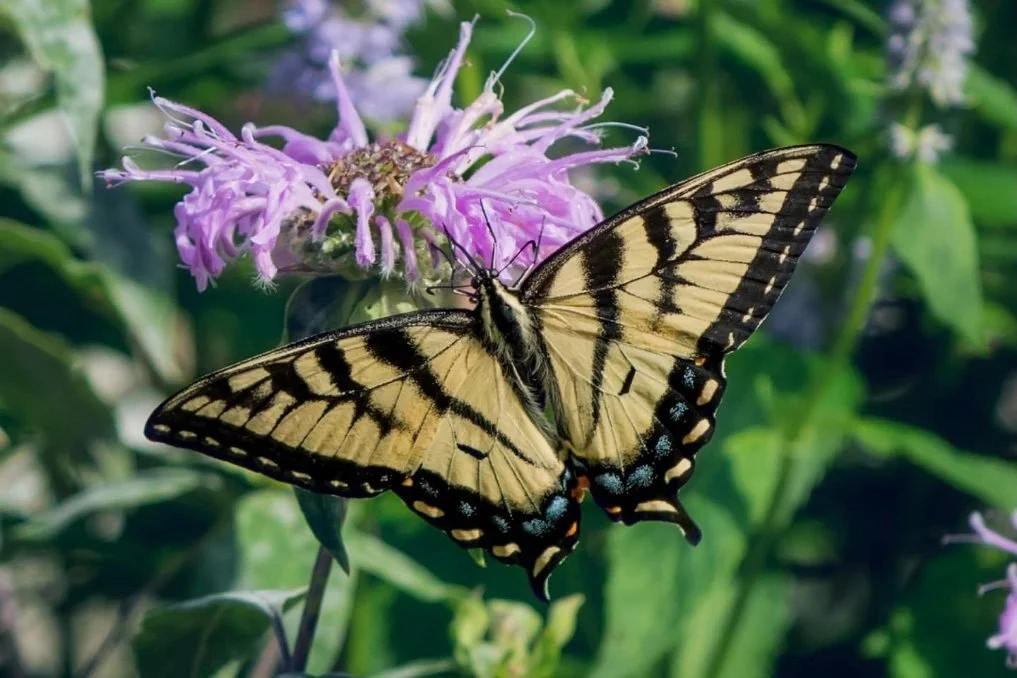 Pollinator Garden