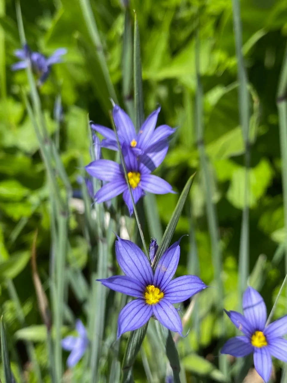 Blue Eyed Grass