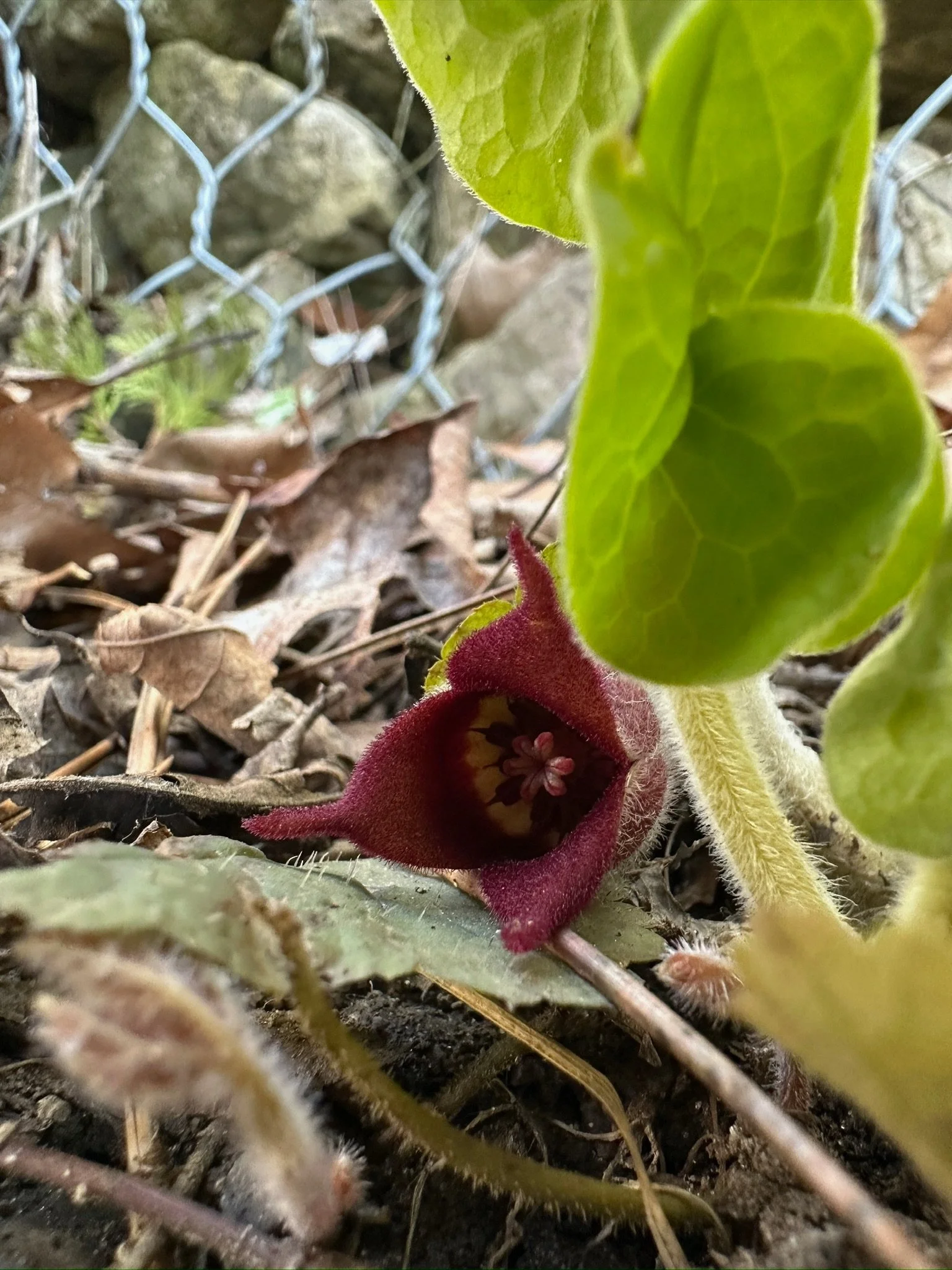Wild Ginger