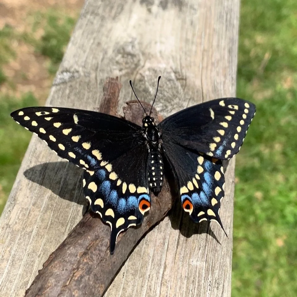 Eastern Black Swallowtail