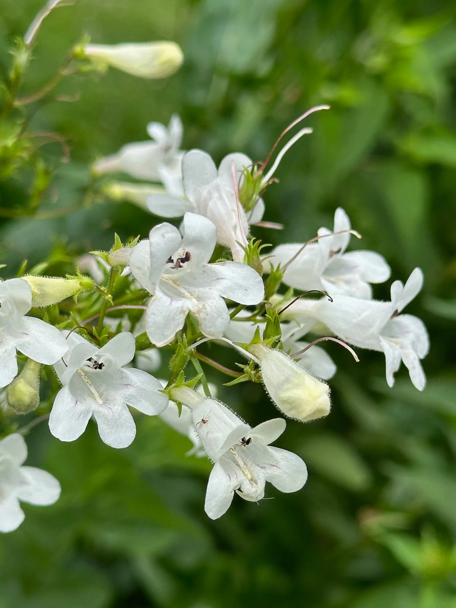Foxglove Beardtongue