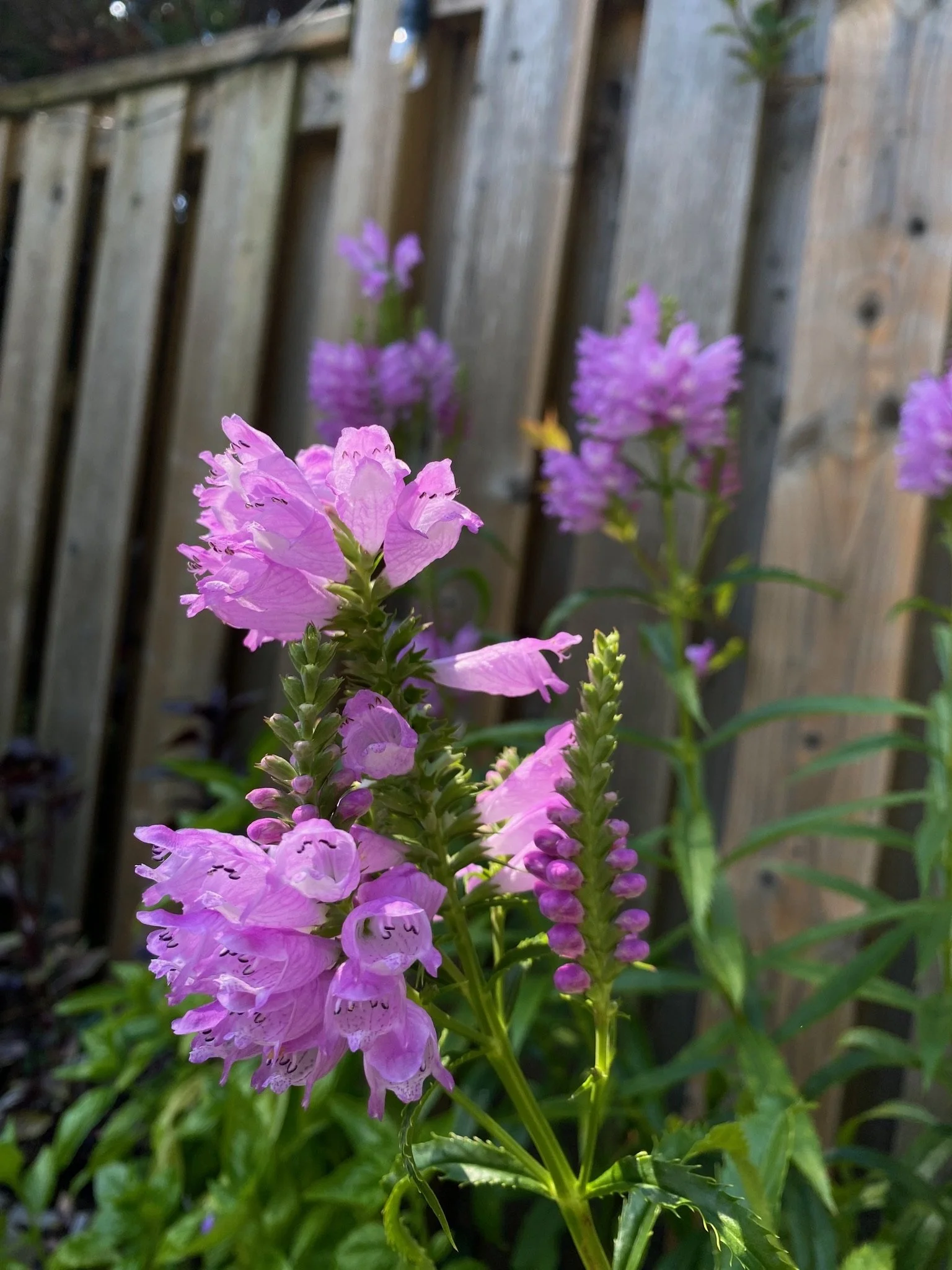 Obedient Plant