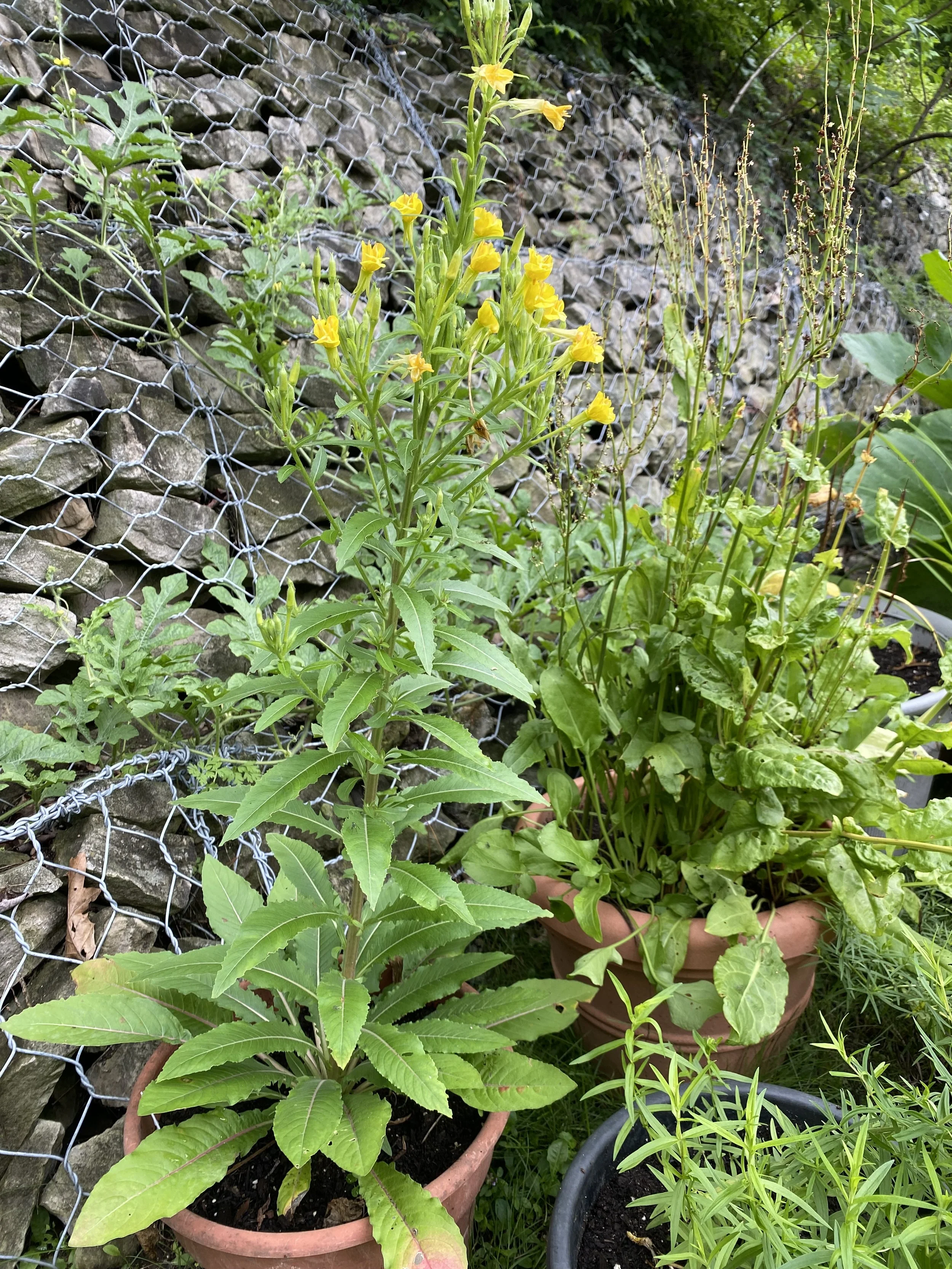 Container Garden