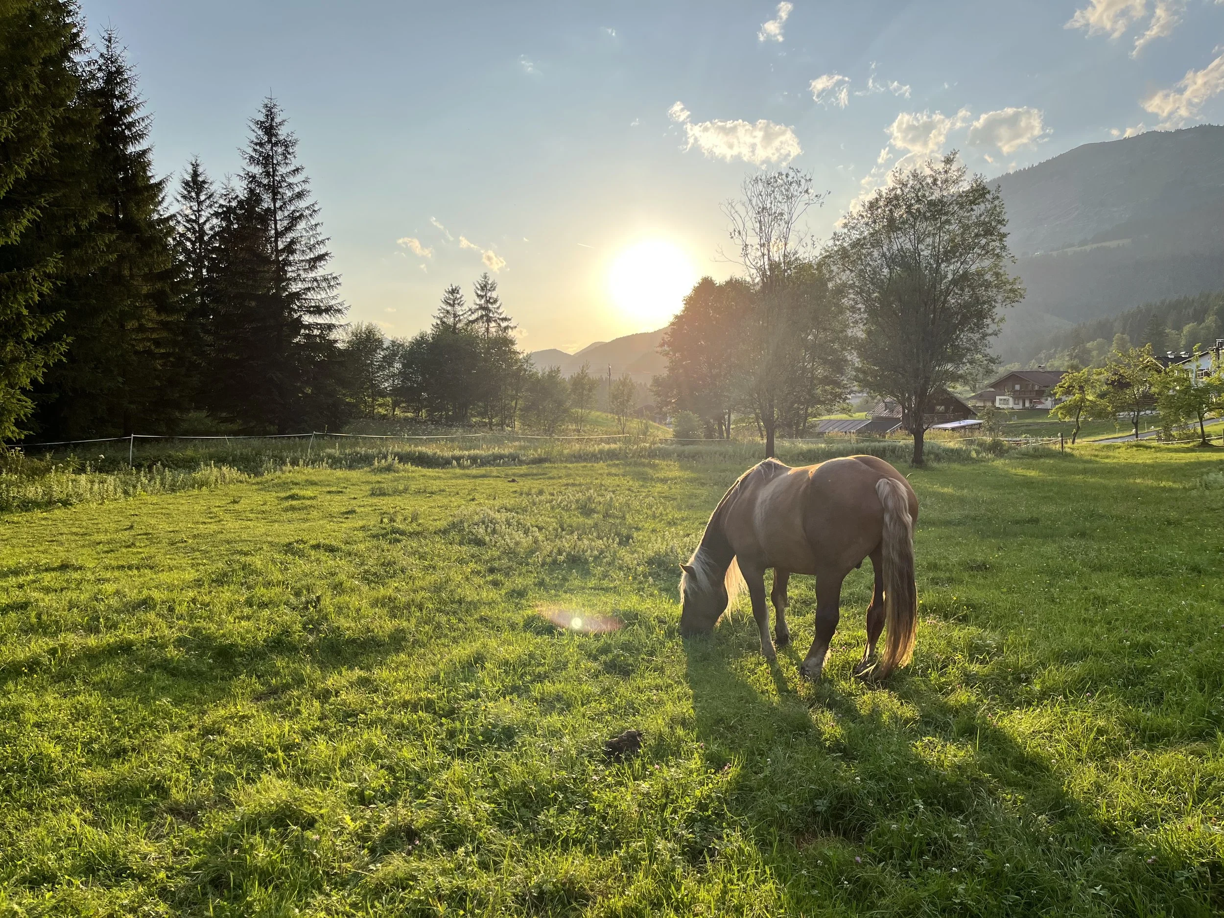 Pferd, das auf einer grünen Wiese bei Sonnenuntergang weidet, umgeben von Bäumen und Bergen in der Ferne.