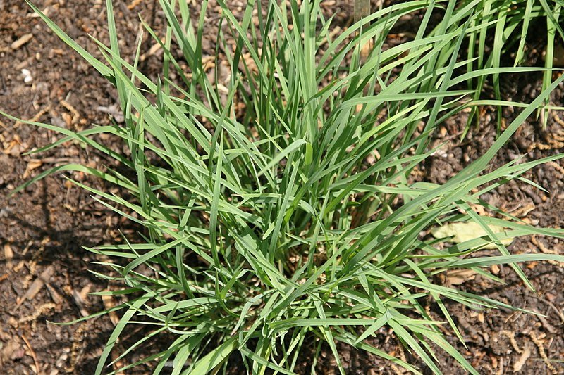 800px-Schizachyrium_scoparium_16zz.jpeg