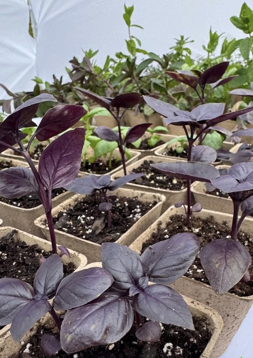 Seedling Sale