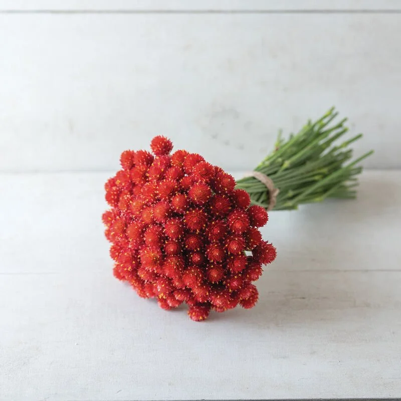 01512_01_strawberryfields.jpg